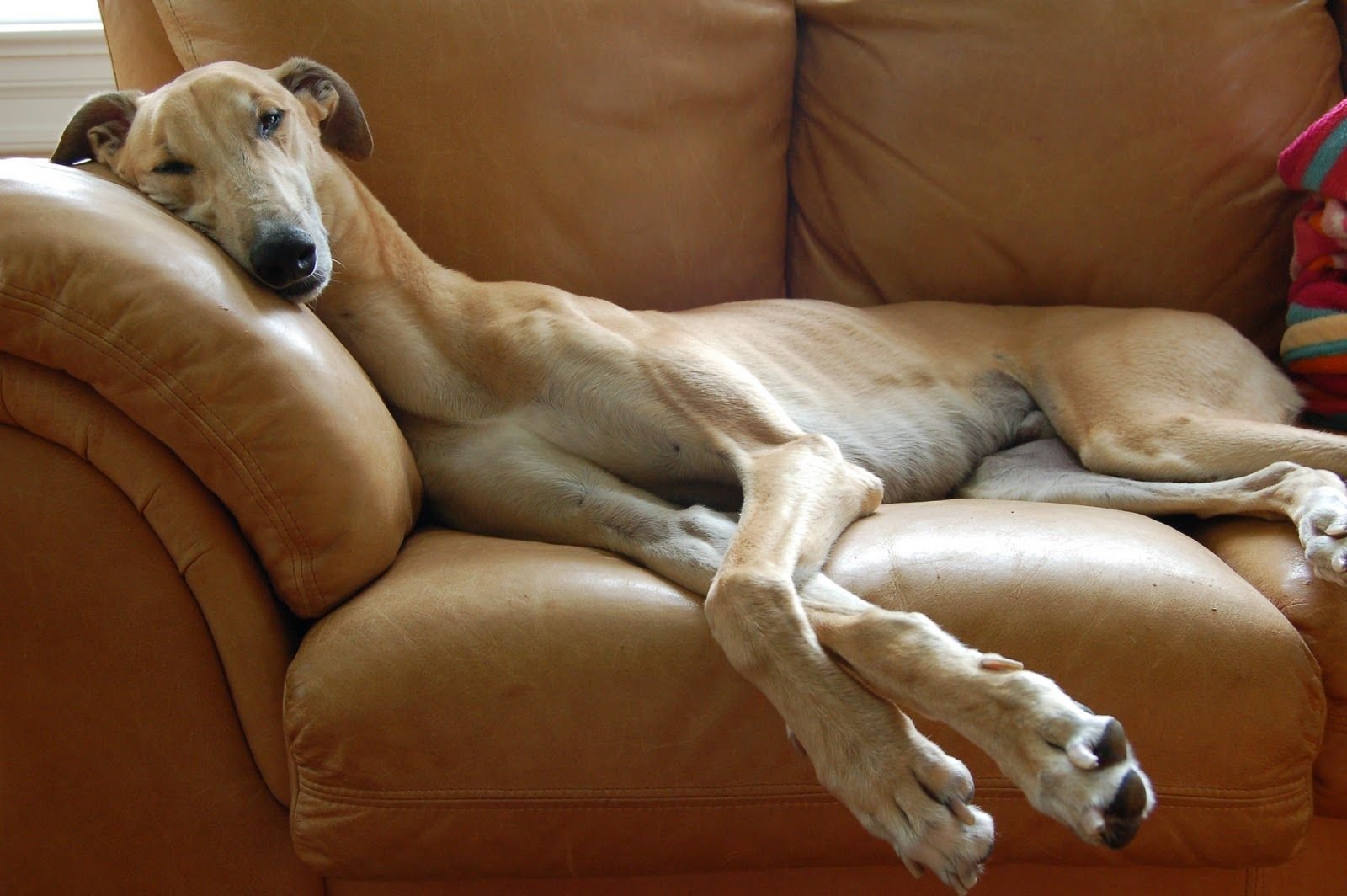 Борзые собаки на диване