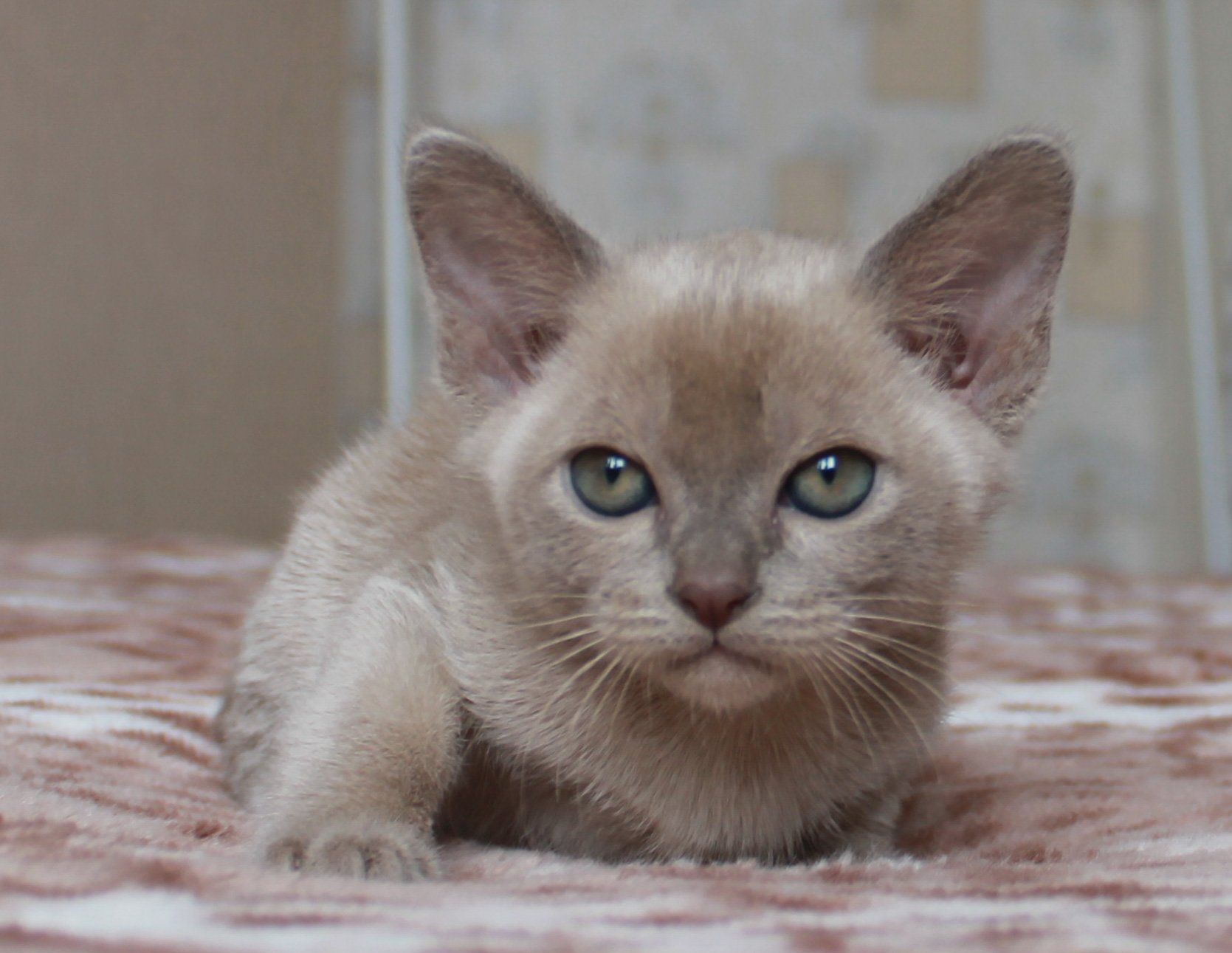 Голубая бурма. Европейская Бурманская кошка лиловая. Бурманская кошка голубая европейская. Бурма лилового окраса. Бурманская кошка лиловая.