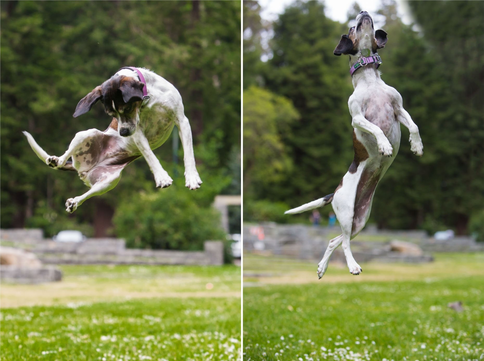 My dog can jump. Собака в прыжке. Прыгучая собака. Самая прыгучая порода собак. Собаки которые высоко прыгают.