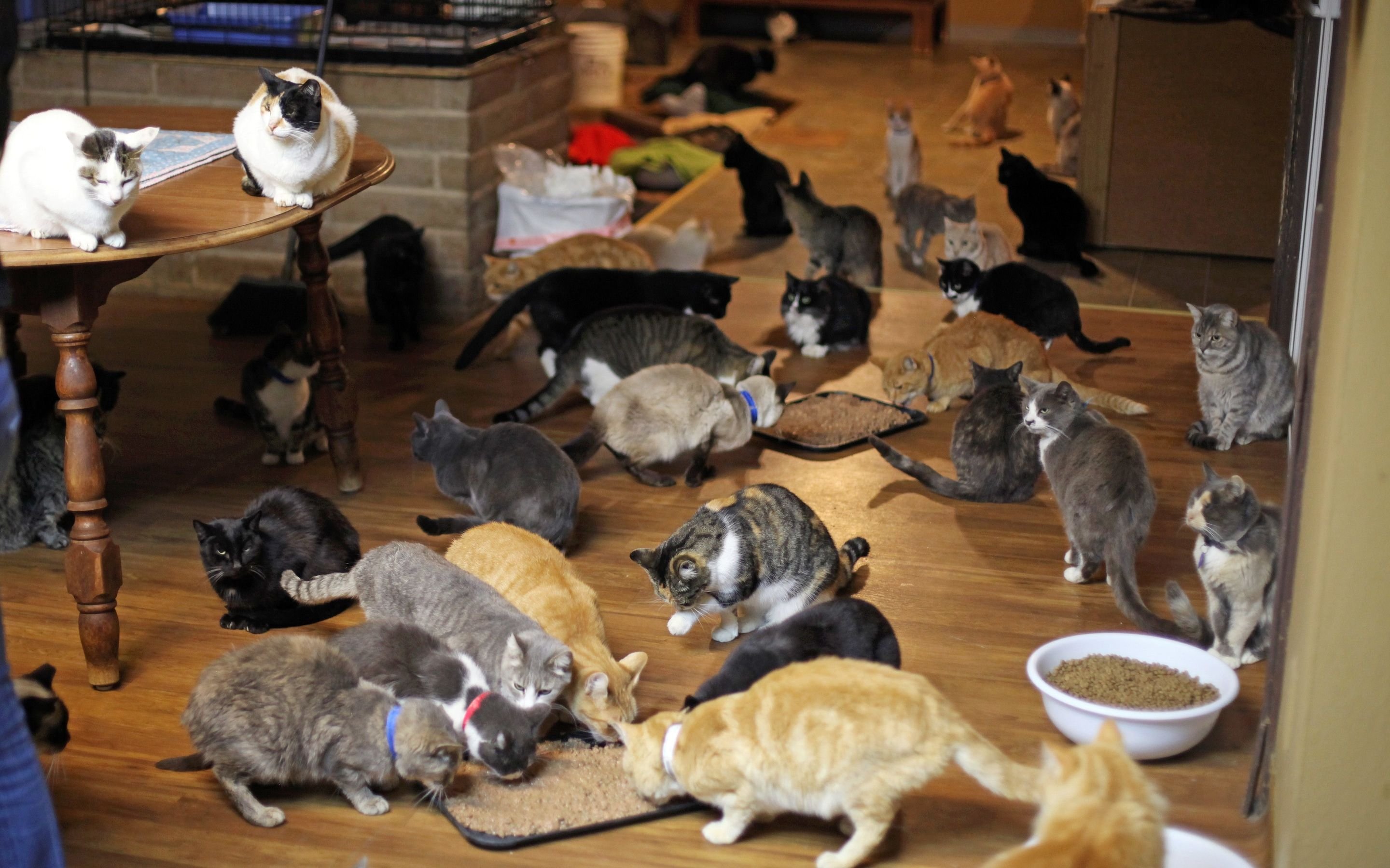 Животные в общежитии. Линеа Латтанцио. Приют для кошек Кэт Хаус в Калифорнии. Много кошек. Много котов в квартире.