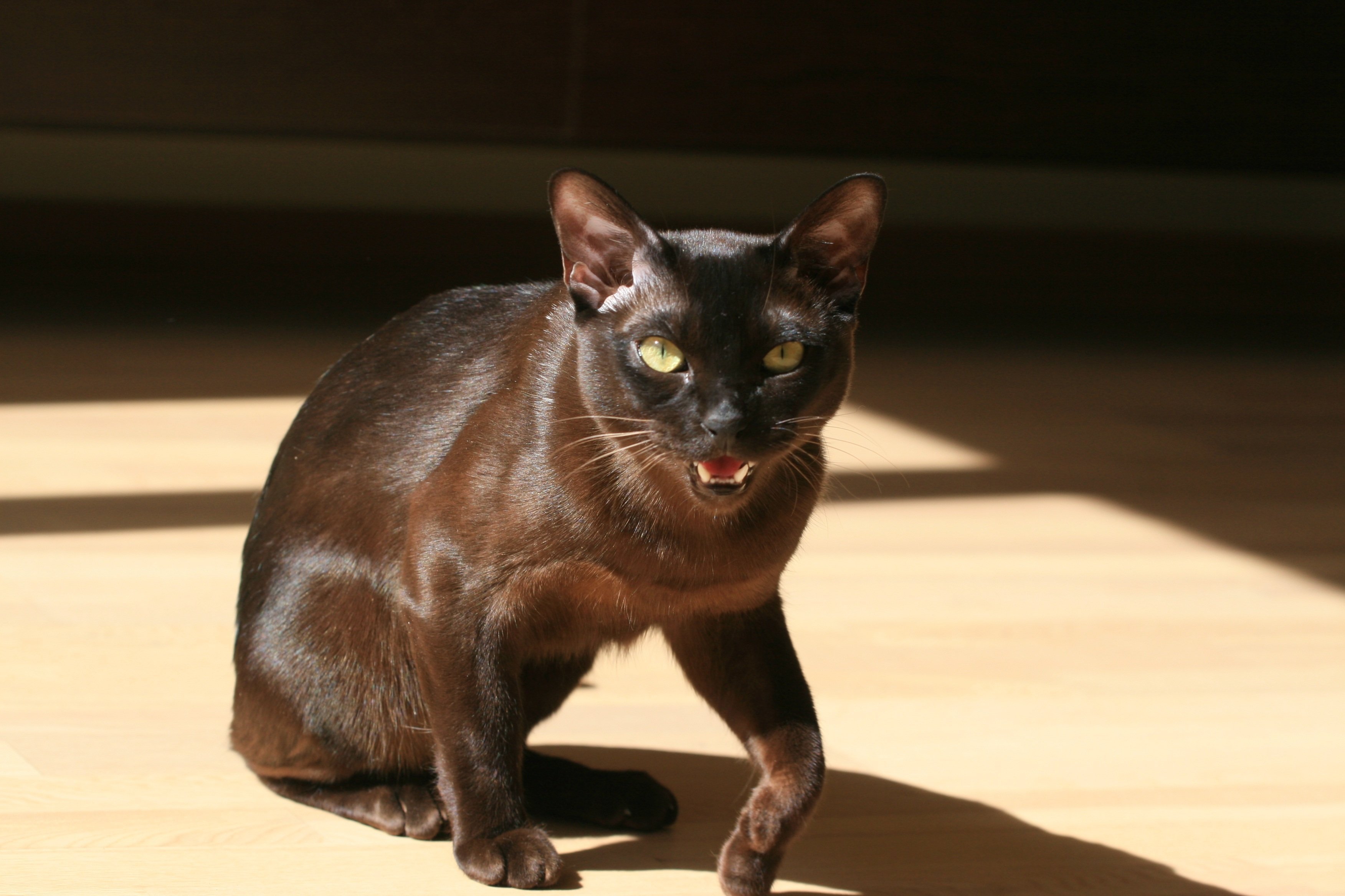 Рассмотрите фотографию коричневой кошки