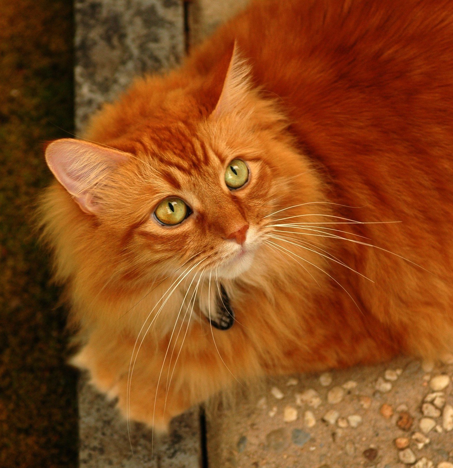 Рыжая бритая. Сибирская кошка рыжая короткошерстная. Сибирская кошка рыжая длинношерстная. Британская длинношёрстная кошка рыжая. Беспородный длинношерстный рыжий кот.