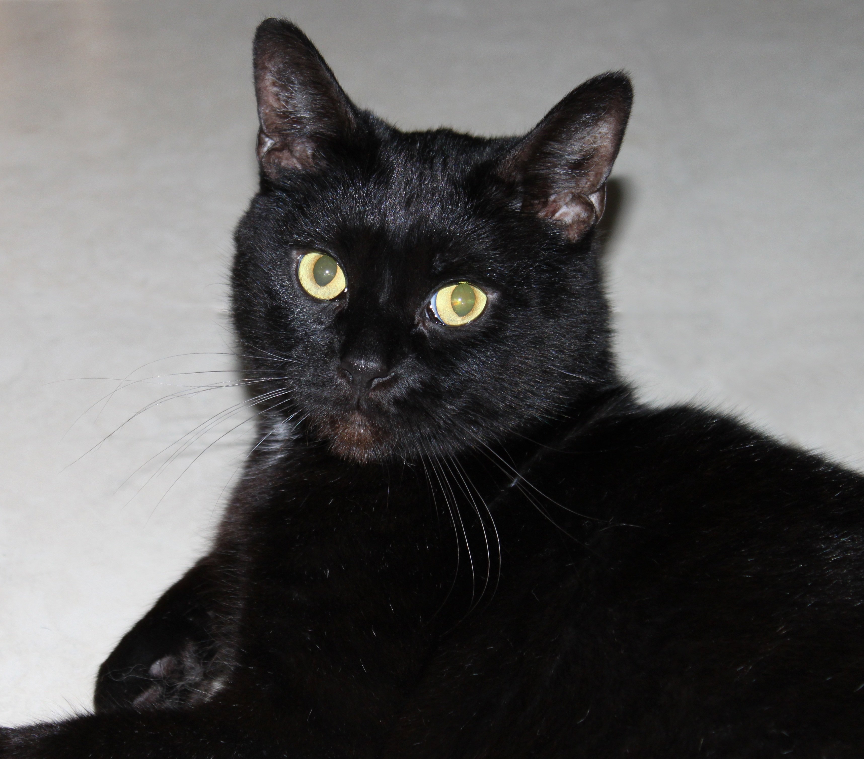 Черная кошка россия. Бомбейская кошка. Бомбейская короткошерстная кошка. Бомбейская кошка длинношерстная. Европейская короткошерстная кошка черная.