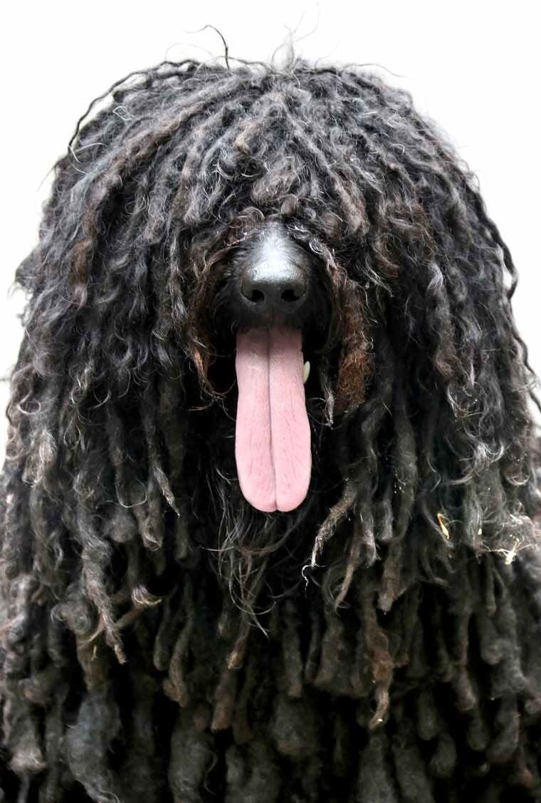 Собака с длинными кудрявыми волосами