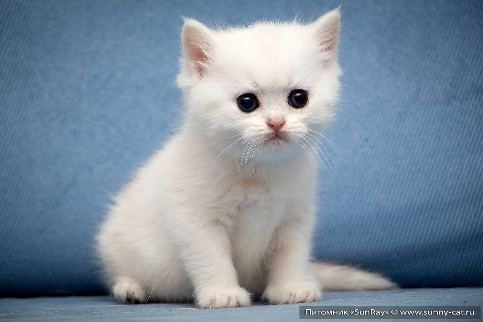 Беленьких котиков. Британские котята беленькие. Белый котенок. Маленький Беленький котенок. Белый пушистый котенок.
