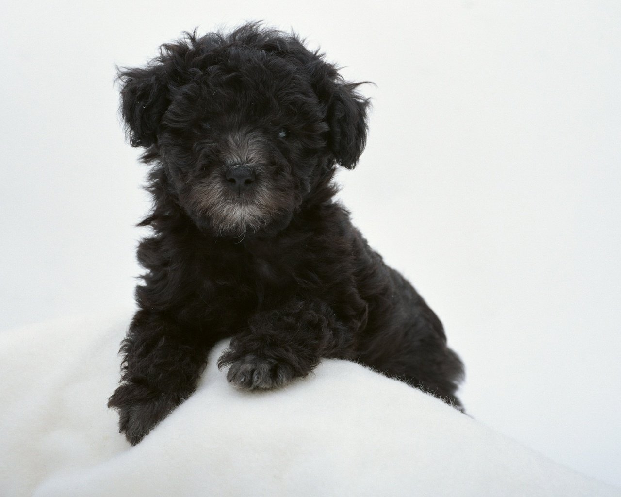 Маленькая Черная Собака Порода