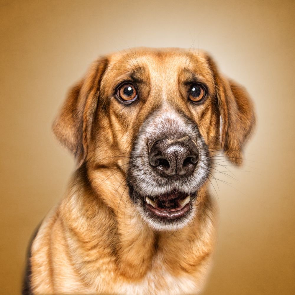 Смешные портреты собак