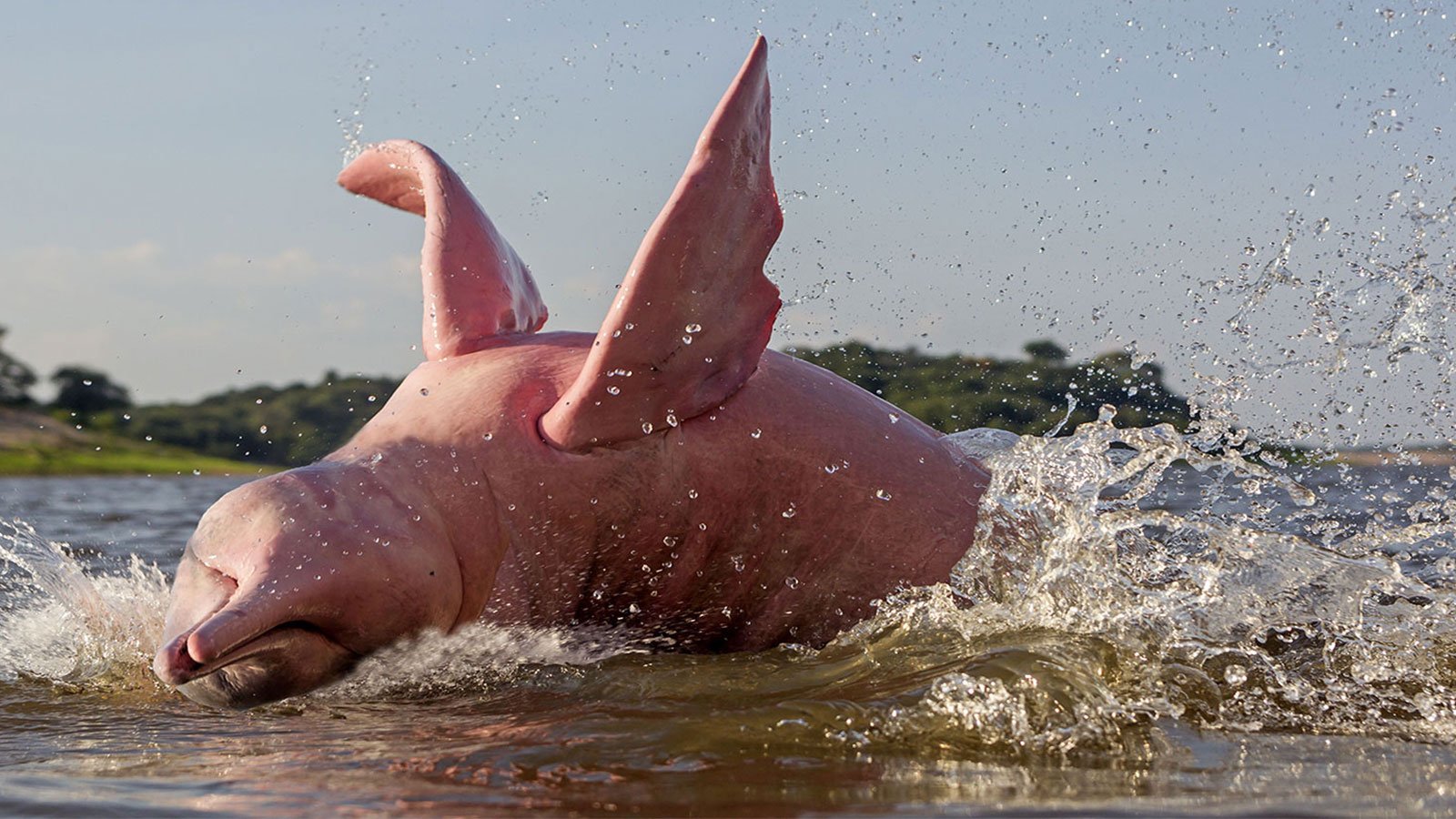 Амазонский дельфин 4. Розовыми амазонскими речными дельфинами. Розовый Дельфин амазонки. Амазонский розовый Дельфин. Амазонский Речной Дельфин.