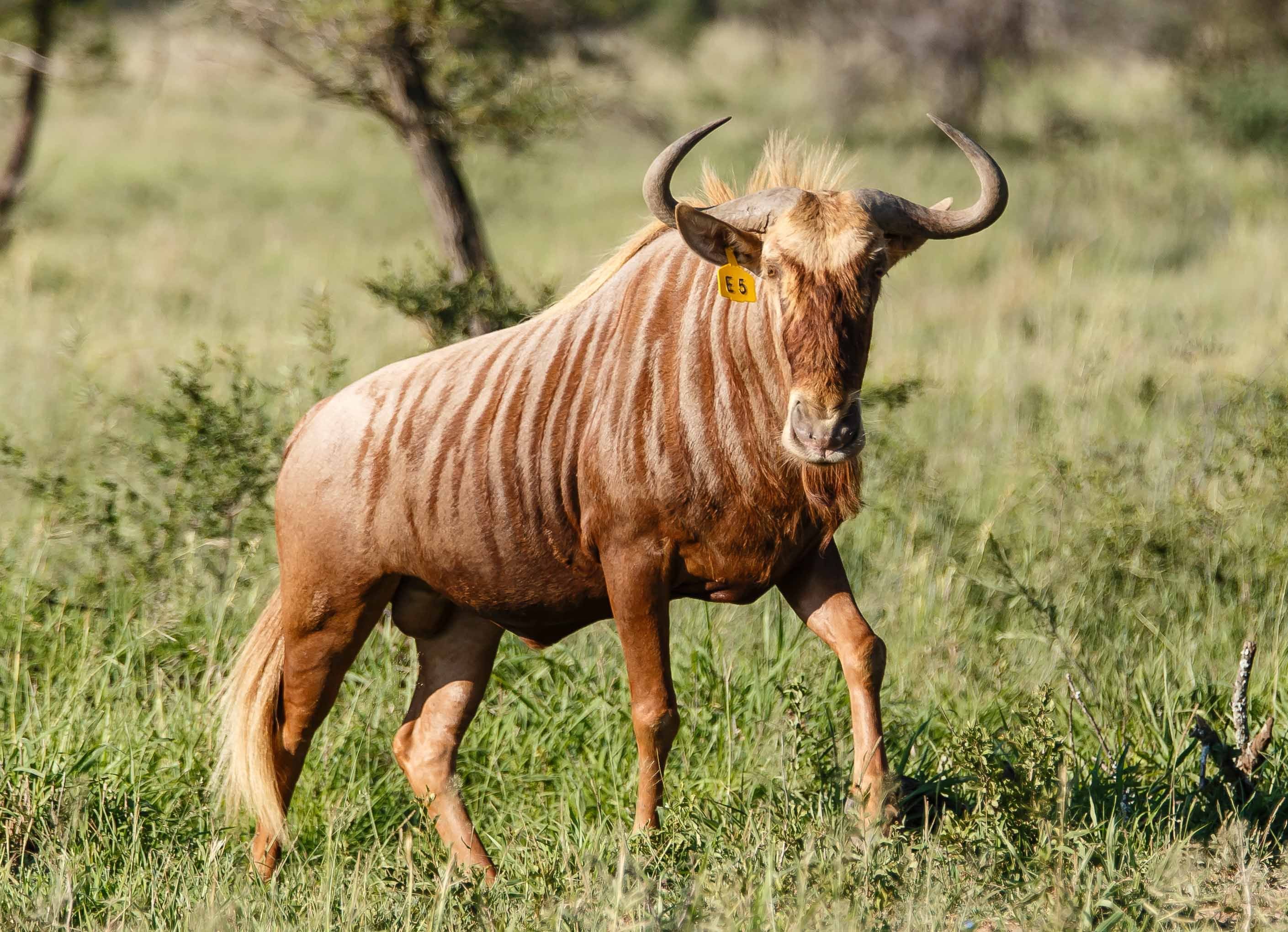 Большой гну. Антилопа гну. Африканская антилопа Гни. Антилопа гну животное. Антилопа гну в Африке.