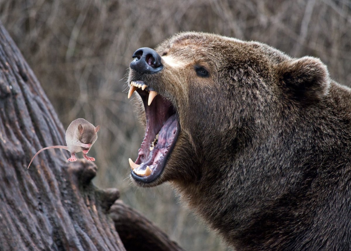 Медведь рычит
