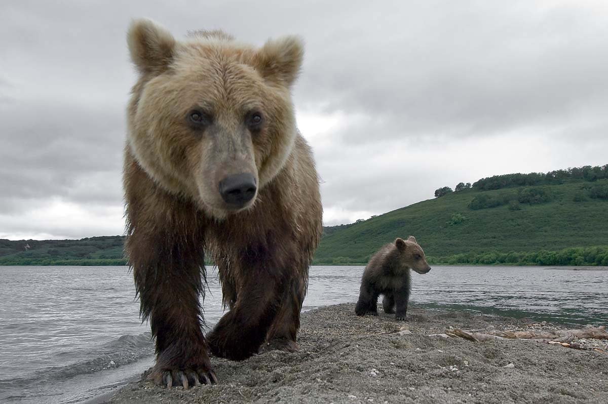 В африке живут медведи. Камчатский бурый медведь. Бурый медведь Камчатки. Бурый медведь Камчатский медведь Камчатка.