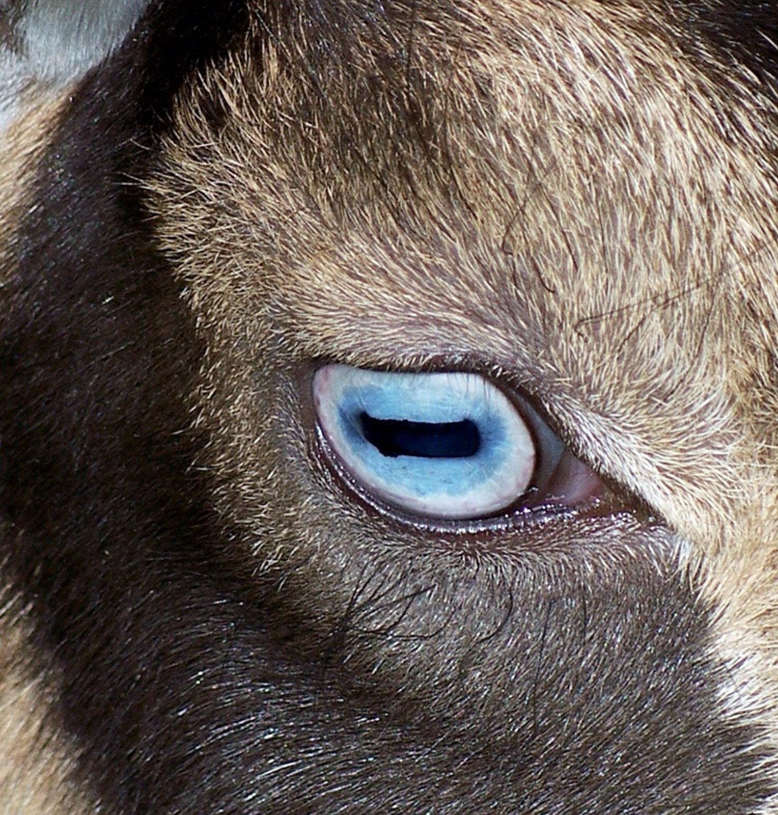 Какие глаза у зверей. Глаза Козлов. Зрачки козы. Глаза козы.