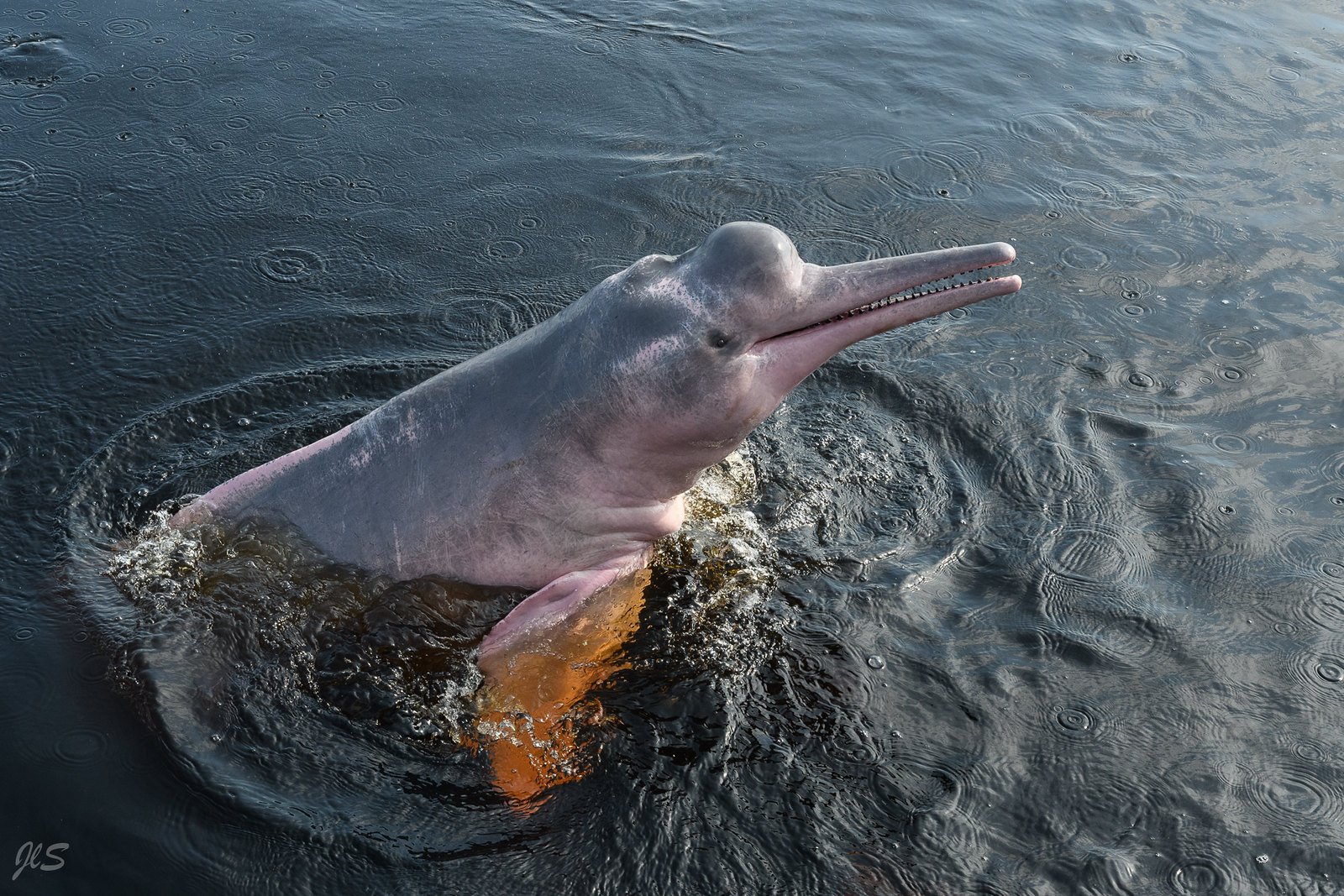 Амазонский дельфин 4. Речной Дельфин. Амазонский Дельфин речные дельфины. Речной Дельфин в Южной Америке. Амазонский Дельфин Южная Америка.