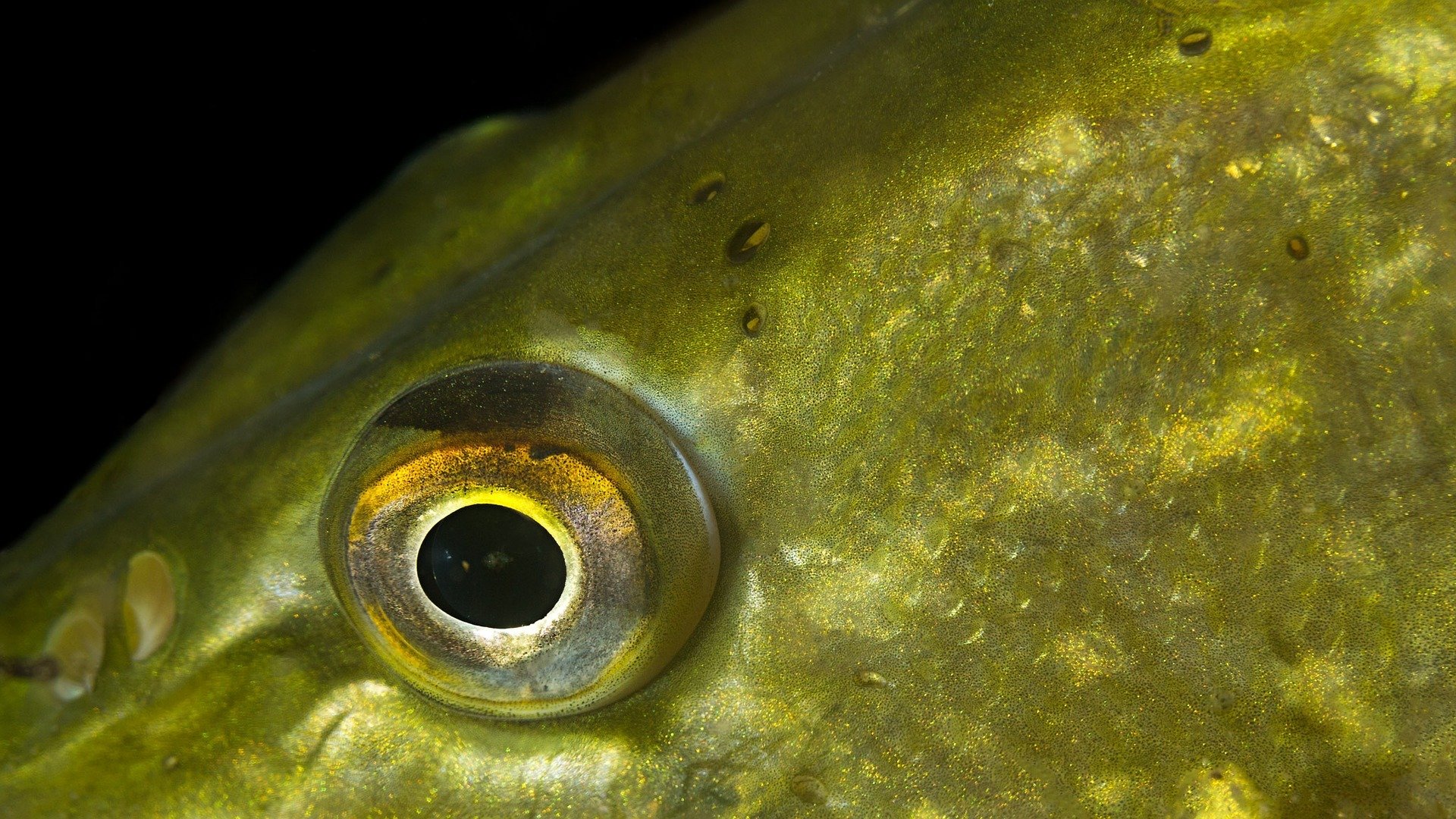 Глаза щуки. Глаз рыбы. Глаз рыбы крупным планом. Щучий глаз.