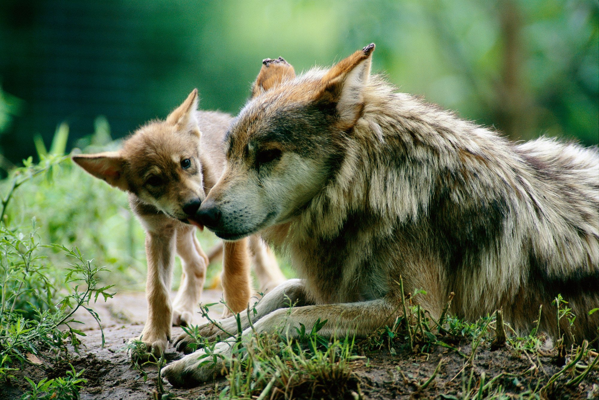 Родина дружелюбного волка. Волк волчица и Волчонок. Волк волчица и 2 волчонка. Волк с волчатами. Волчица с волчатами.