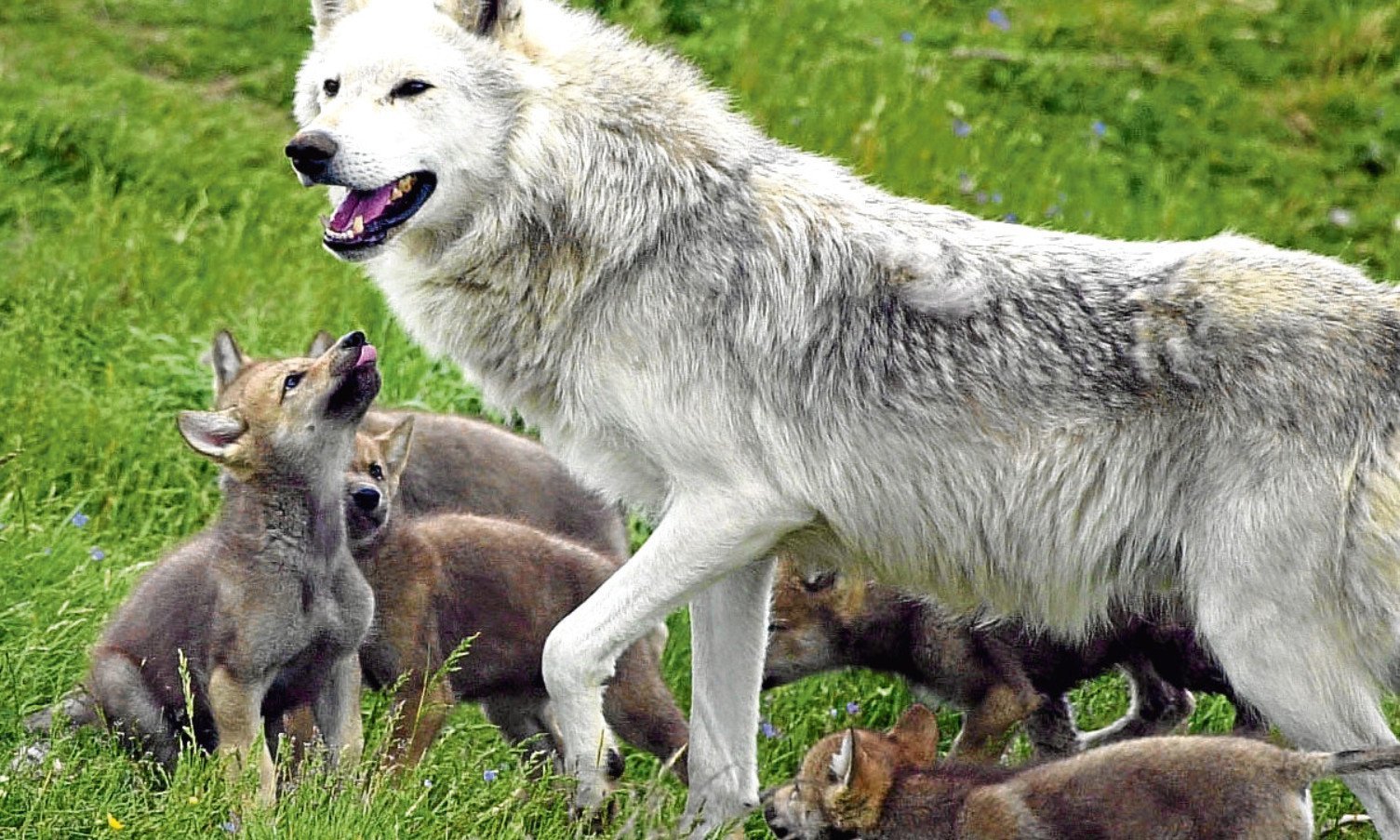 Мамы про волков. Волк волчица и Волчонок. Полярный волк щенки. Волк, волчица,семья Волков. Волк с волчатами.