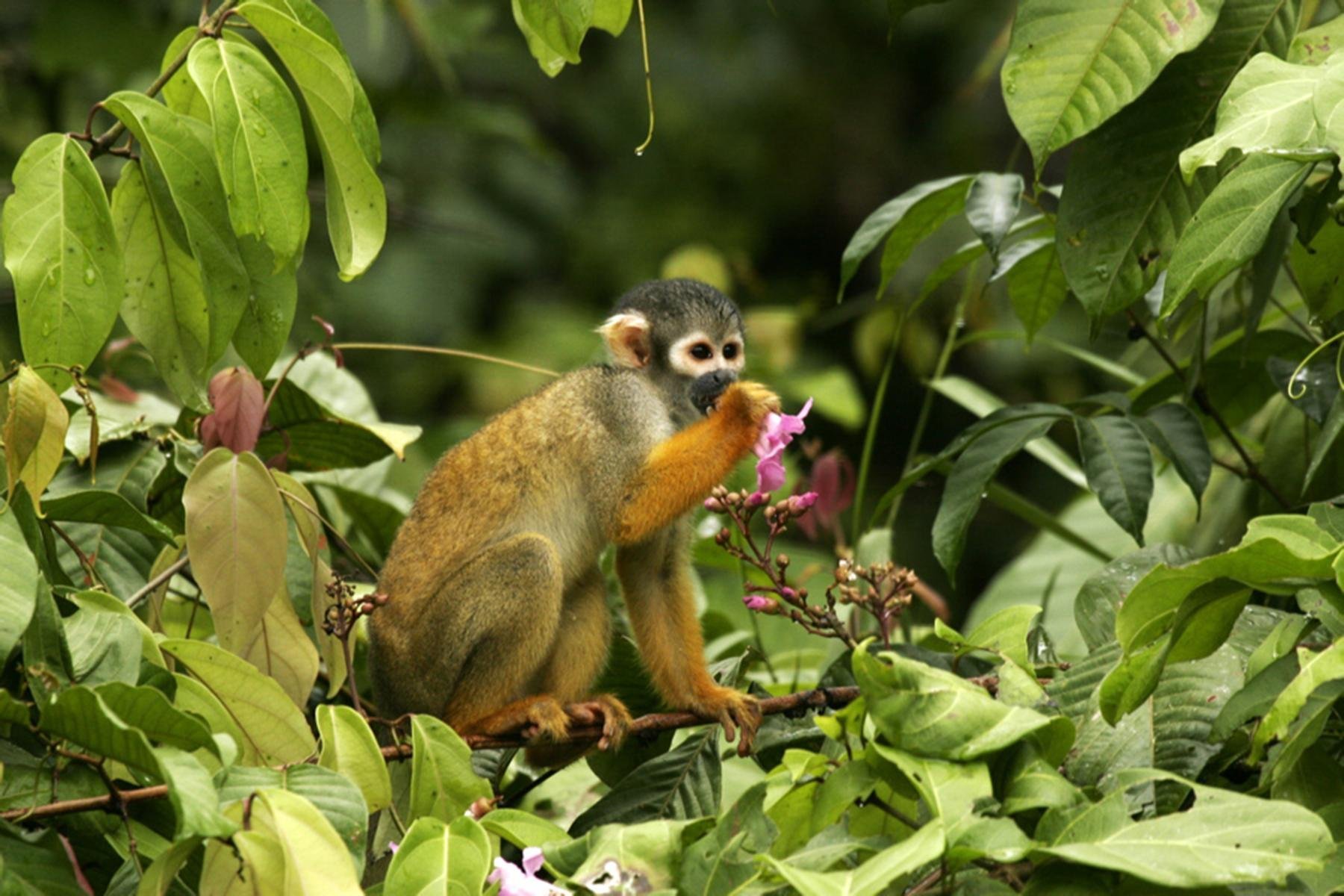 Животный мир экваториальных тропических лесов. Сельва мирикина обезьяна. Сельва саймири. Растения сельвы Южной Америки. Обитатели сельвы Южной Америки.