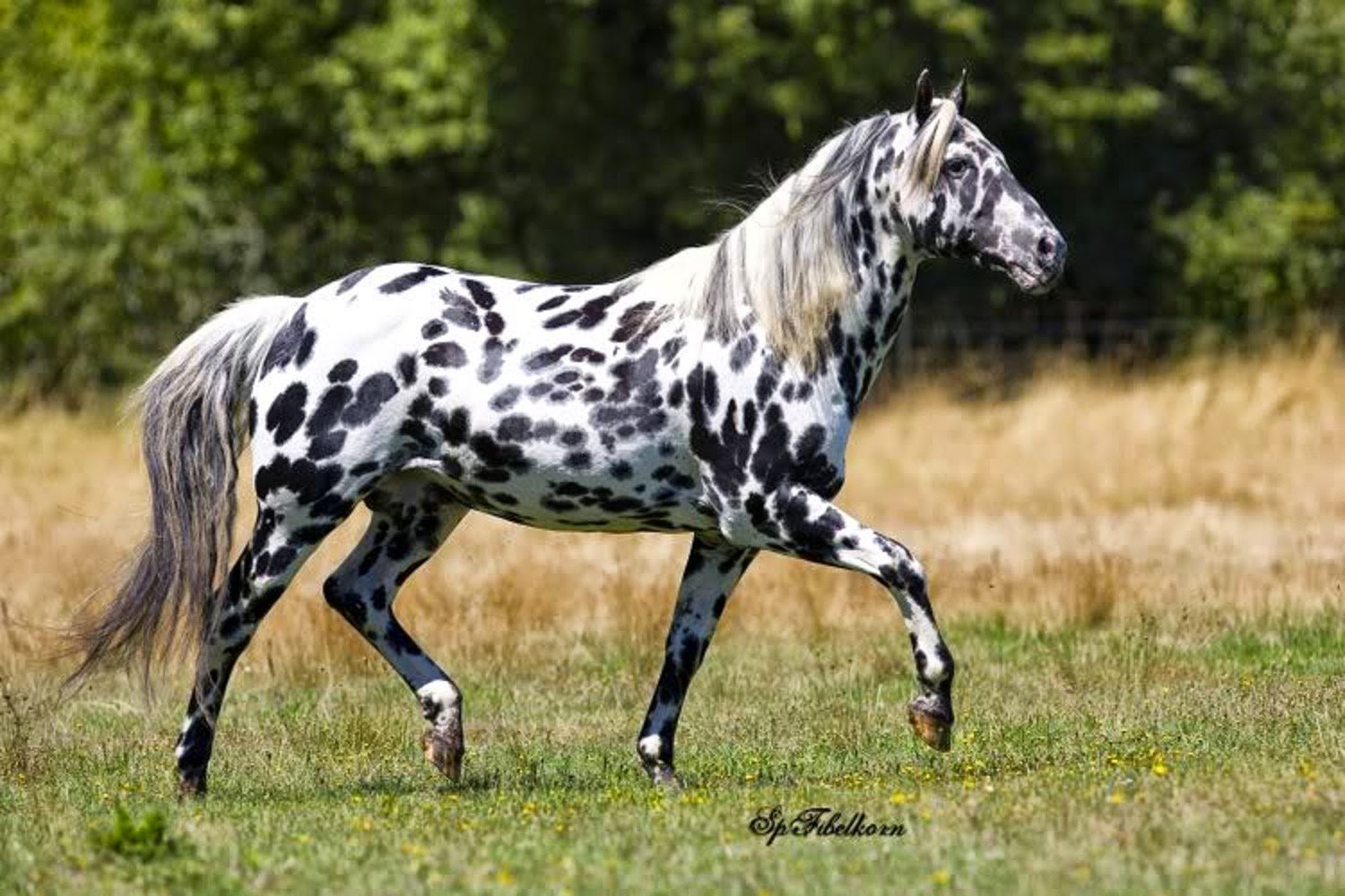 Пестрый окрас породы. Аппалуза чубарая. Чубарая лошадь Аппалуза. Пятнистая лошадь Аппалуза. Аппалуза чубарая порода лошадей.