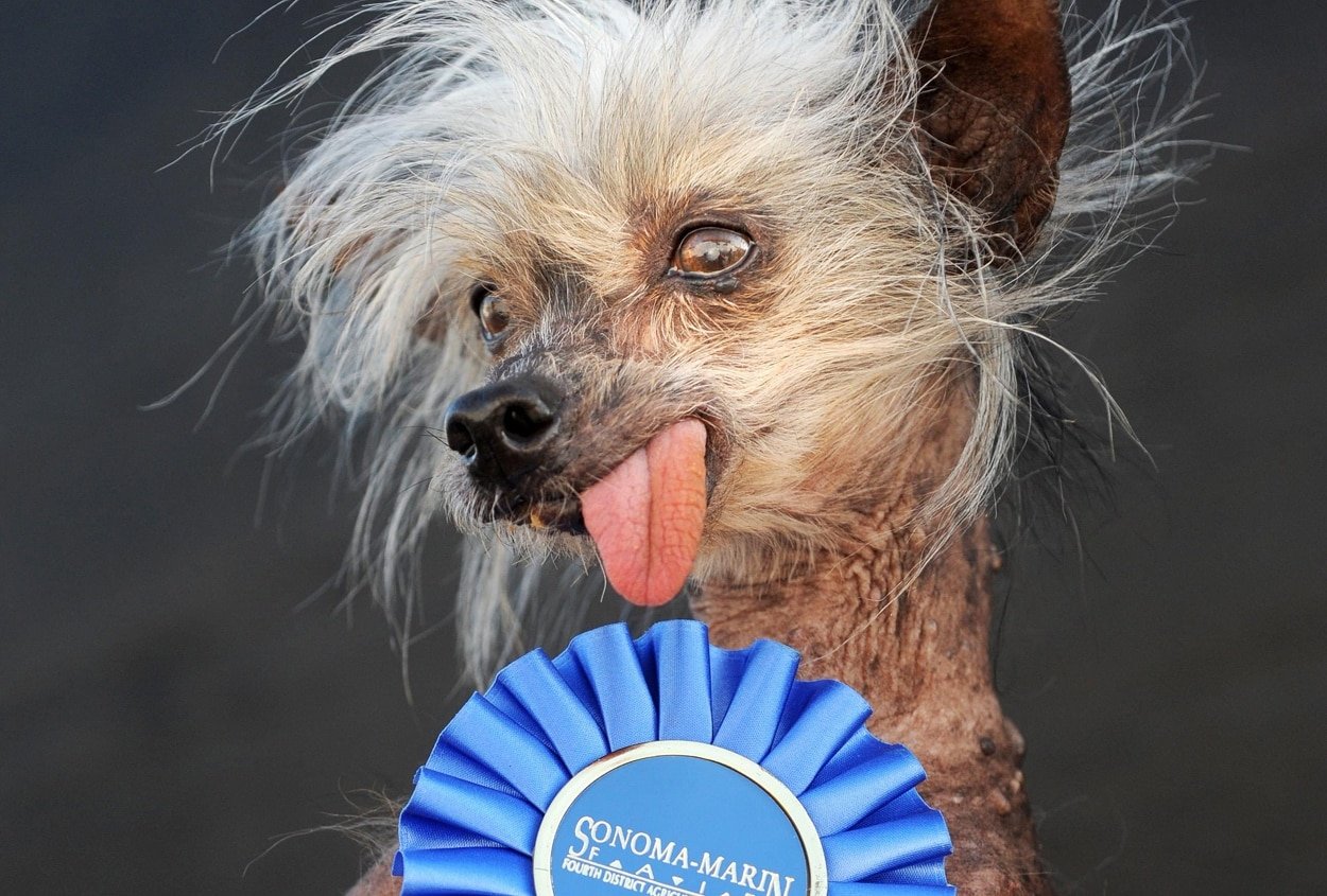 Шавка. Китайская хохлатая собака с языком. Смешная взъерошенная собака.