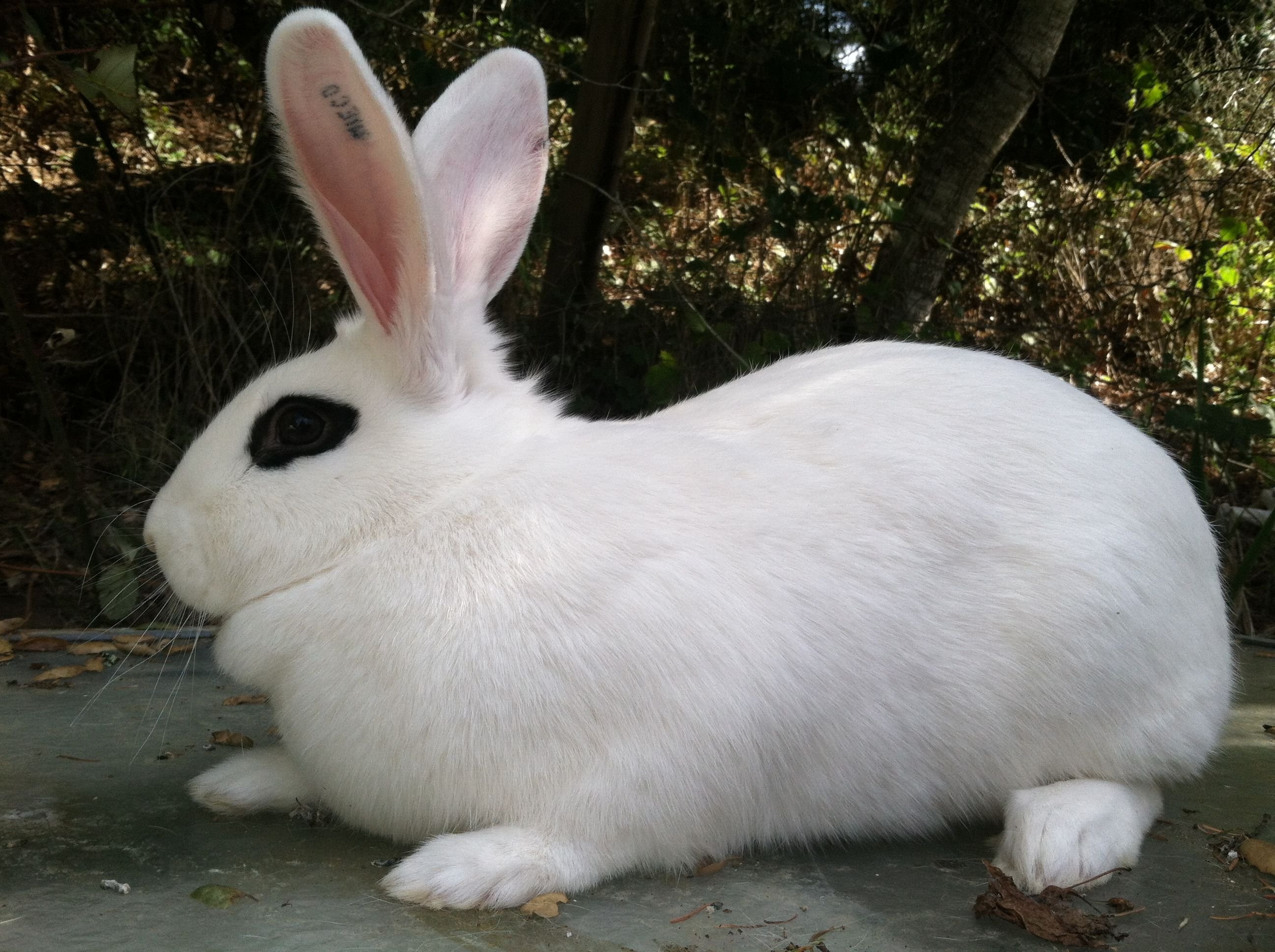 Название зайка. Кролик карликовый хотот. Кролик белый хотот. Кролик белый великан. Калифорнийский кролик альбинос.