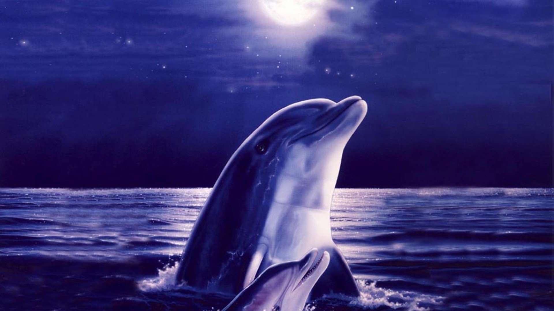 Песни луна дельфины. Дельфины. Обои дельфины. Дельфины в океане. Дельфины ночью.