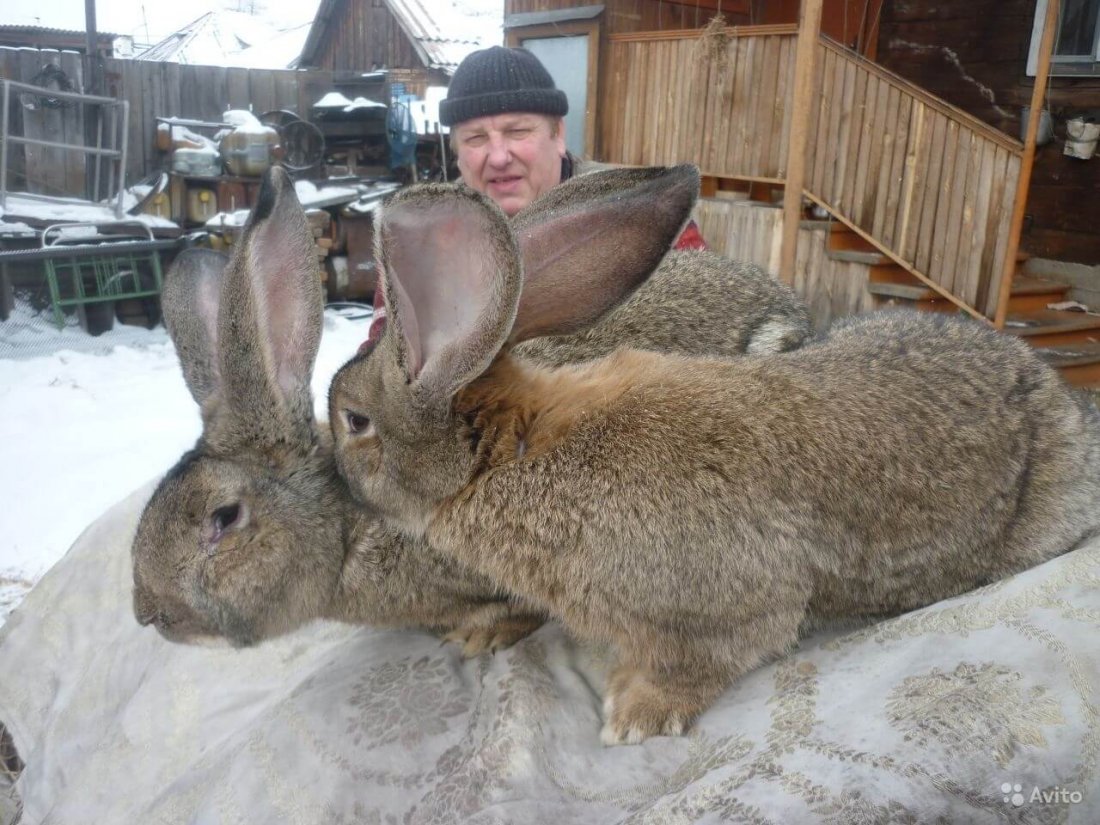 Купить кроликов ростов. Кролики великаны Фландр. Бельгийский великан кролик. Кролики породы Фландр. Кролики породы бельгийский великан.