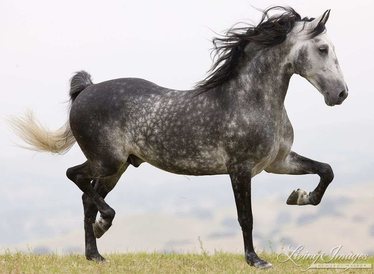 Серо черная лошадь. Андалузская лошадь серая. Андалузская порода лошадей. Сераяандалузкая лошажь. Андалузская Вороная.