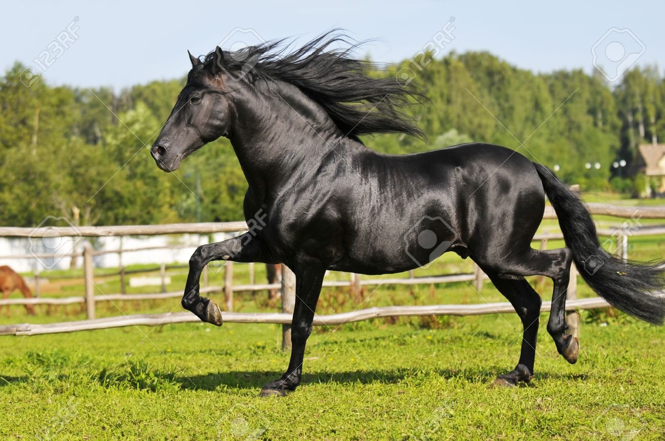 Лошадка рысь. Андалузская лошадь Идальго. Фризская лошадь Рысь. Андалузская жеребец белый. Андалузская лошадь черная.