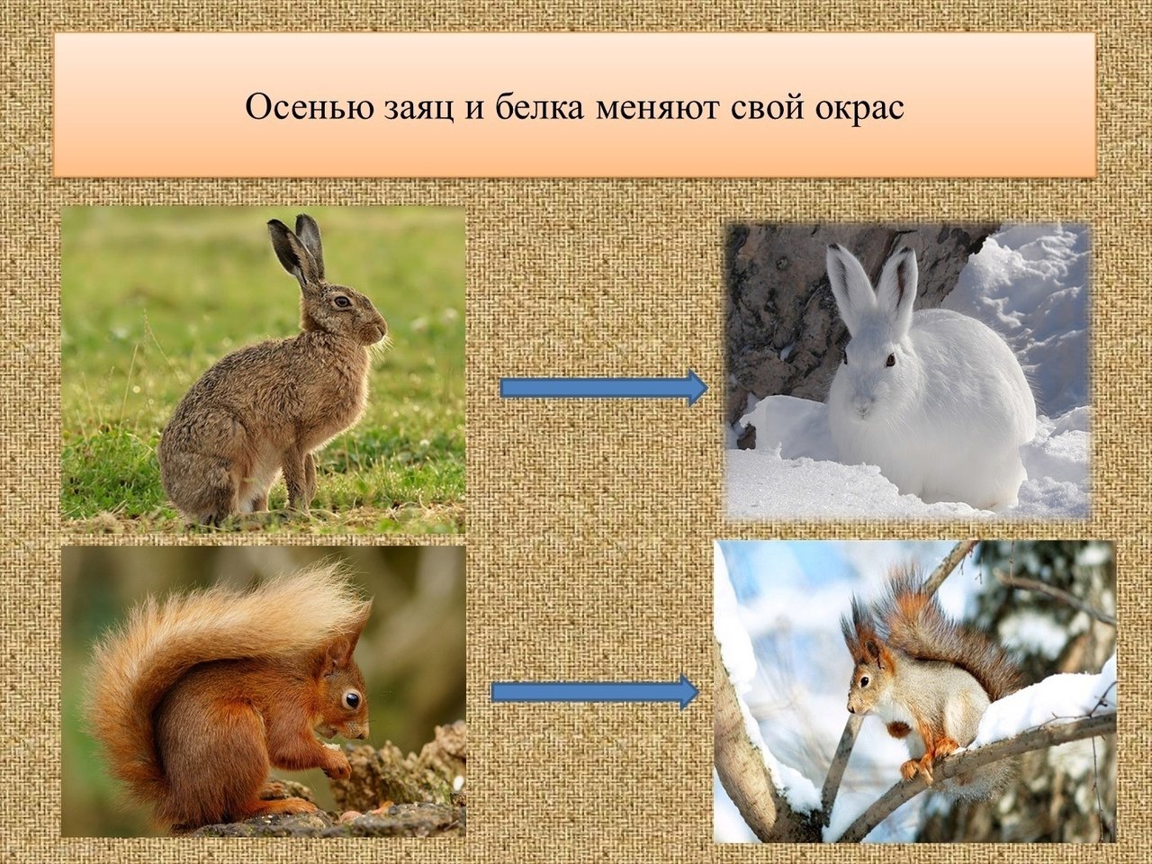 Изменение окраски животных. Зайцы меняют окраску зимой и летом. Белка зимой и летом. Белка и заяц зимой и летом. Белка меняет окраску зимой и летом.