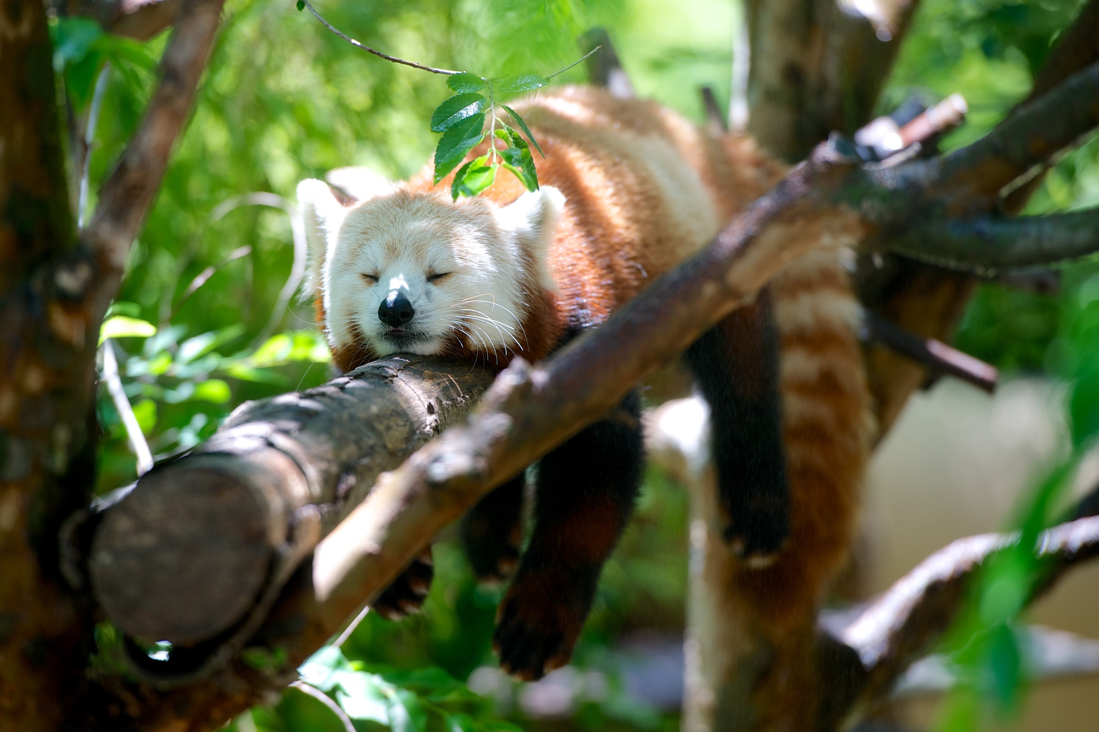 Муссонные леса животный мир. Млекопитающие красная Панда. Животный мир муссонных лесов дальнего Востока. Красная Панда фото. Тропический лес животные.
