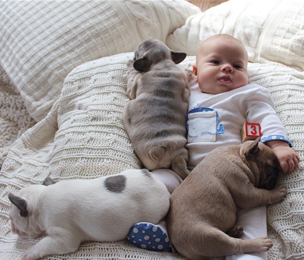 новорожденные щенки бульдога фото