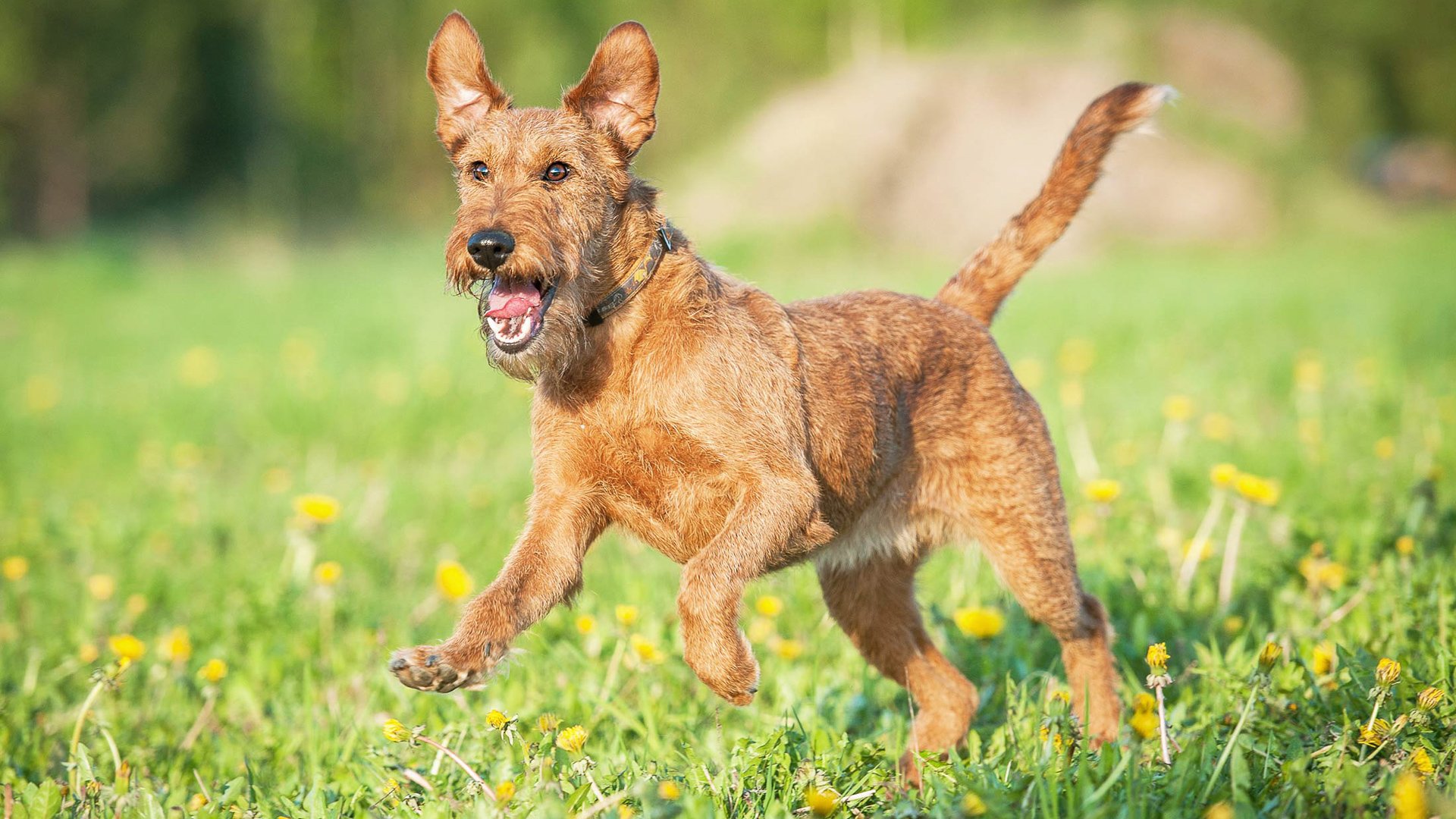 Irish Terrier Dog Breed