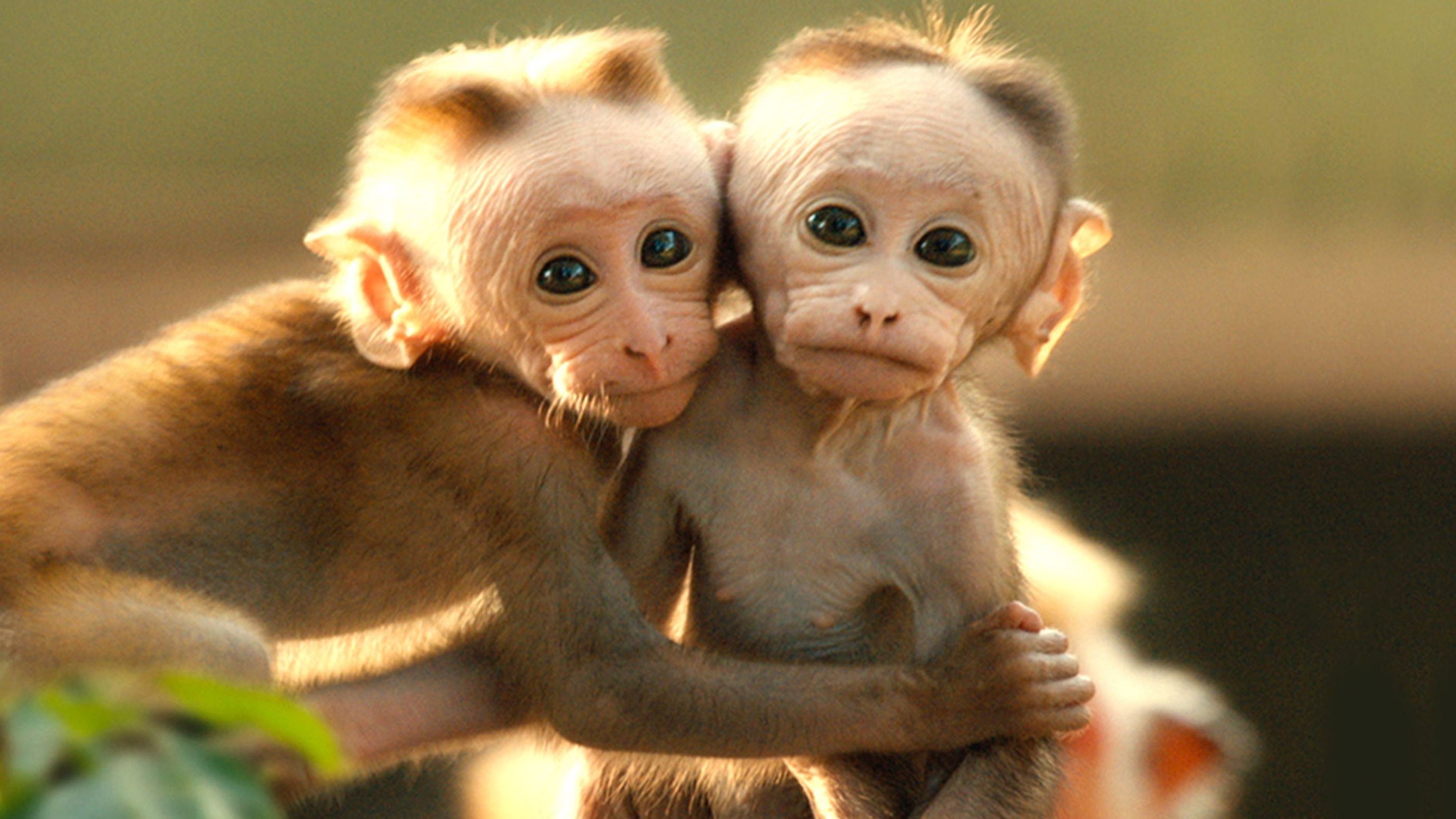 Новые бесплатные приколы. Милые обезьянки. Красивая обезьяна. Самая красивая обезьянка. Маленькие обезьянки.