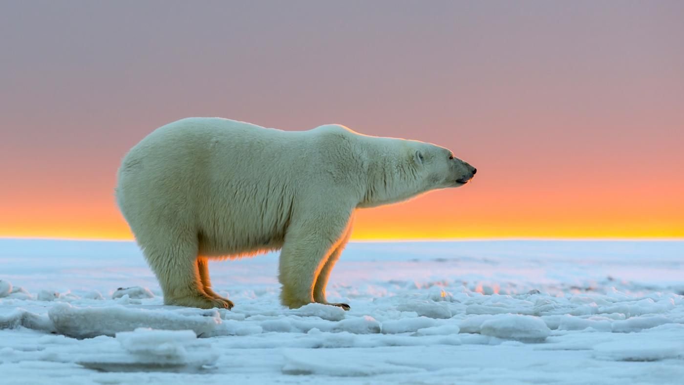 Арктика жизнь белого медведя. Белые медведи в Арктике. Животные арктических пустынь белый медведь. Животные Арктики белый медведь. Белый медведь на Таймыре.