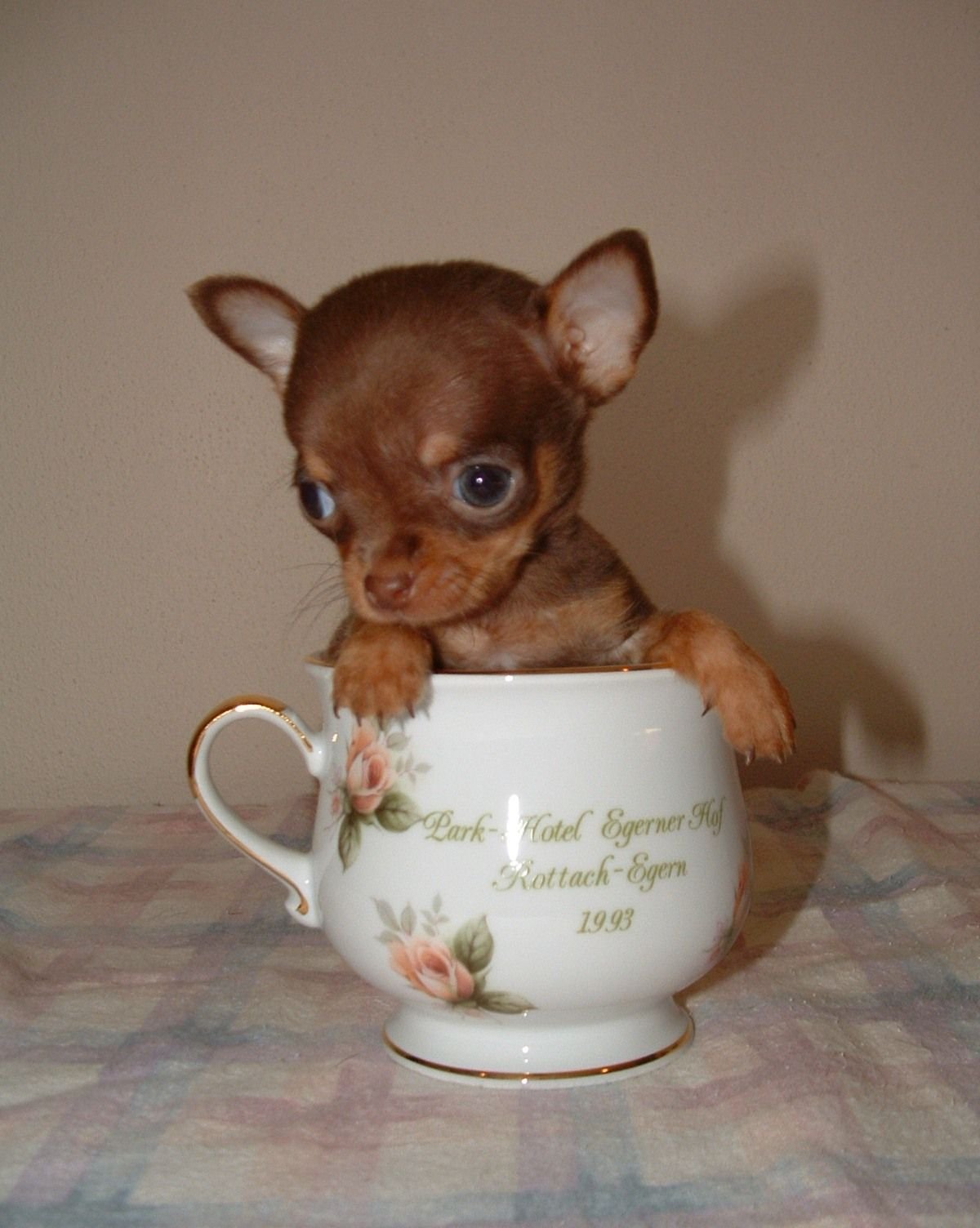 Маленькая собачка в чашке