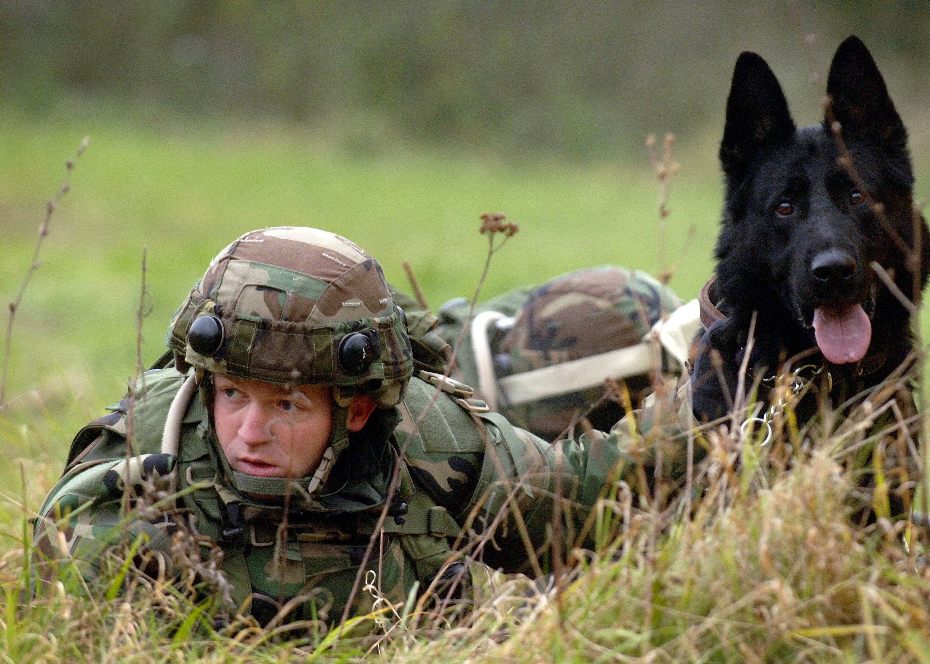 Как называют людей которые служат. Военная собака. Служебные собаки военные. Собака-Военная Пограничная.