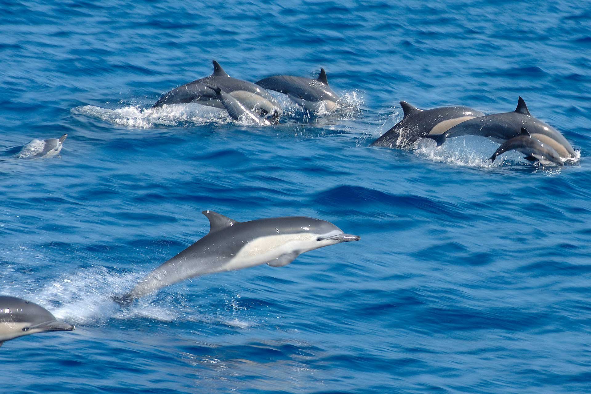 дельфины черного моря