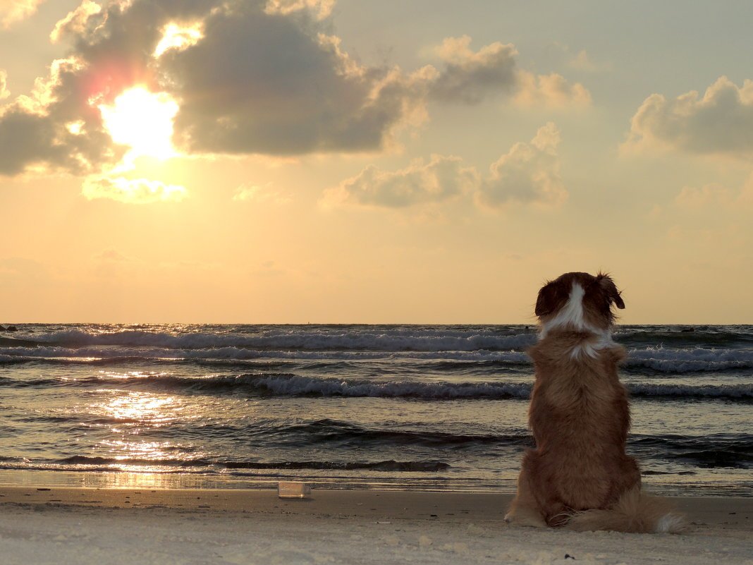 Пес 5 лето. Собака на море. Собака на берегу моря. Щенок на берегу моря. Человек и собака на берегу моря.