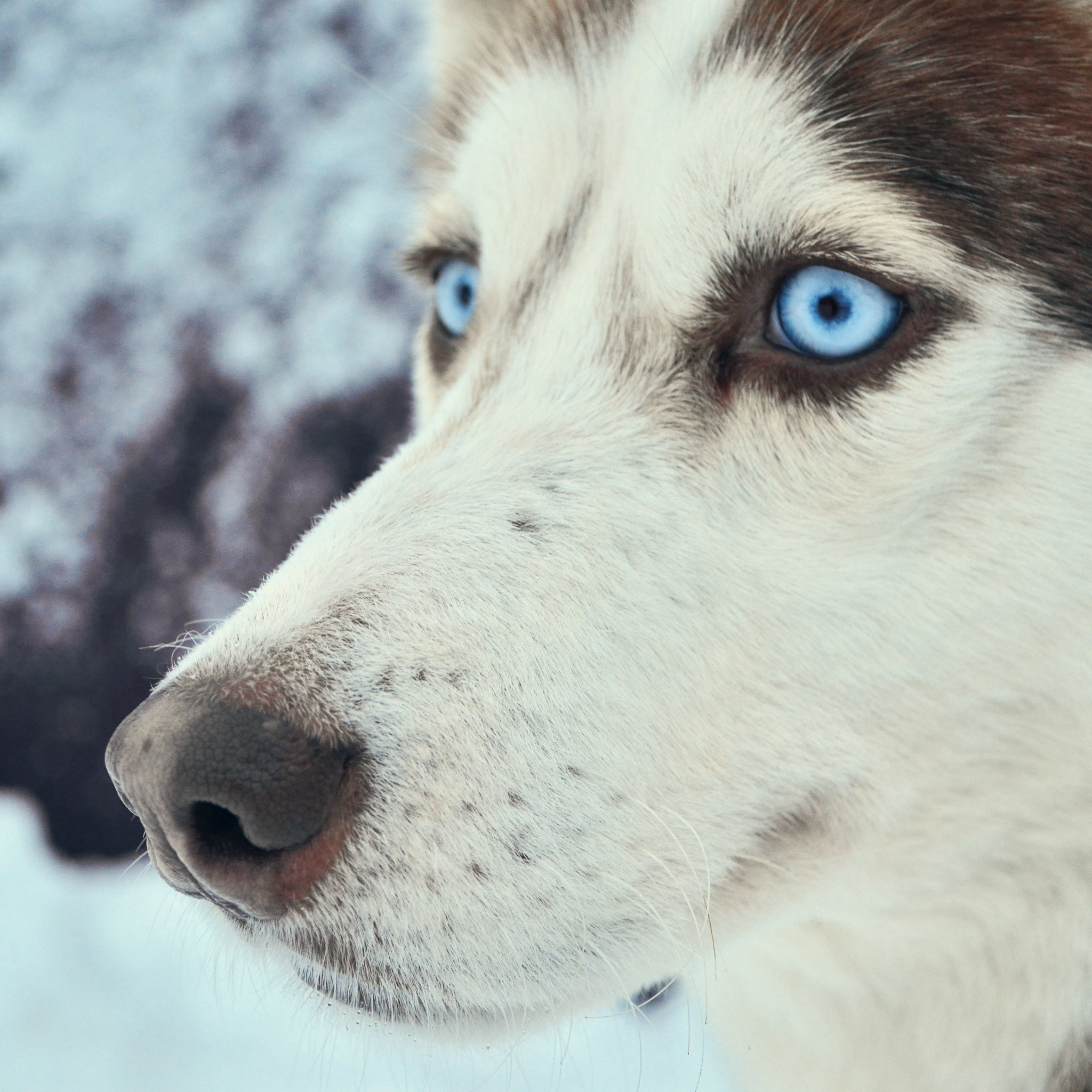 Глаза голубой собаки читать. Сибирские хаски голубоглазые. Глаза голубой собаки. Лайка с голубыми глазами. Собака с голубыми крупными глазами.