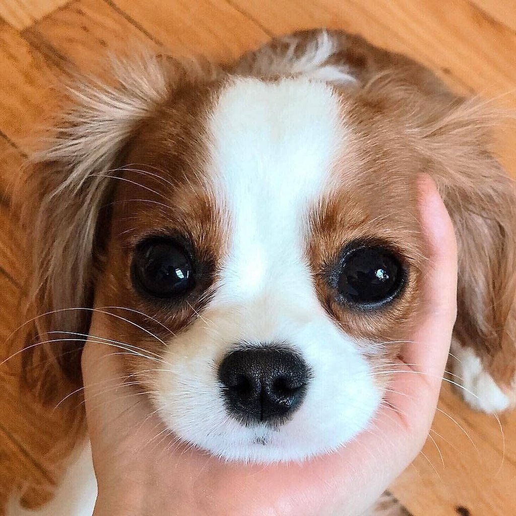 Маленькая собачка с большими глазами