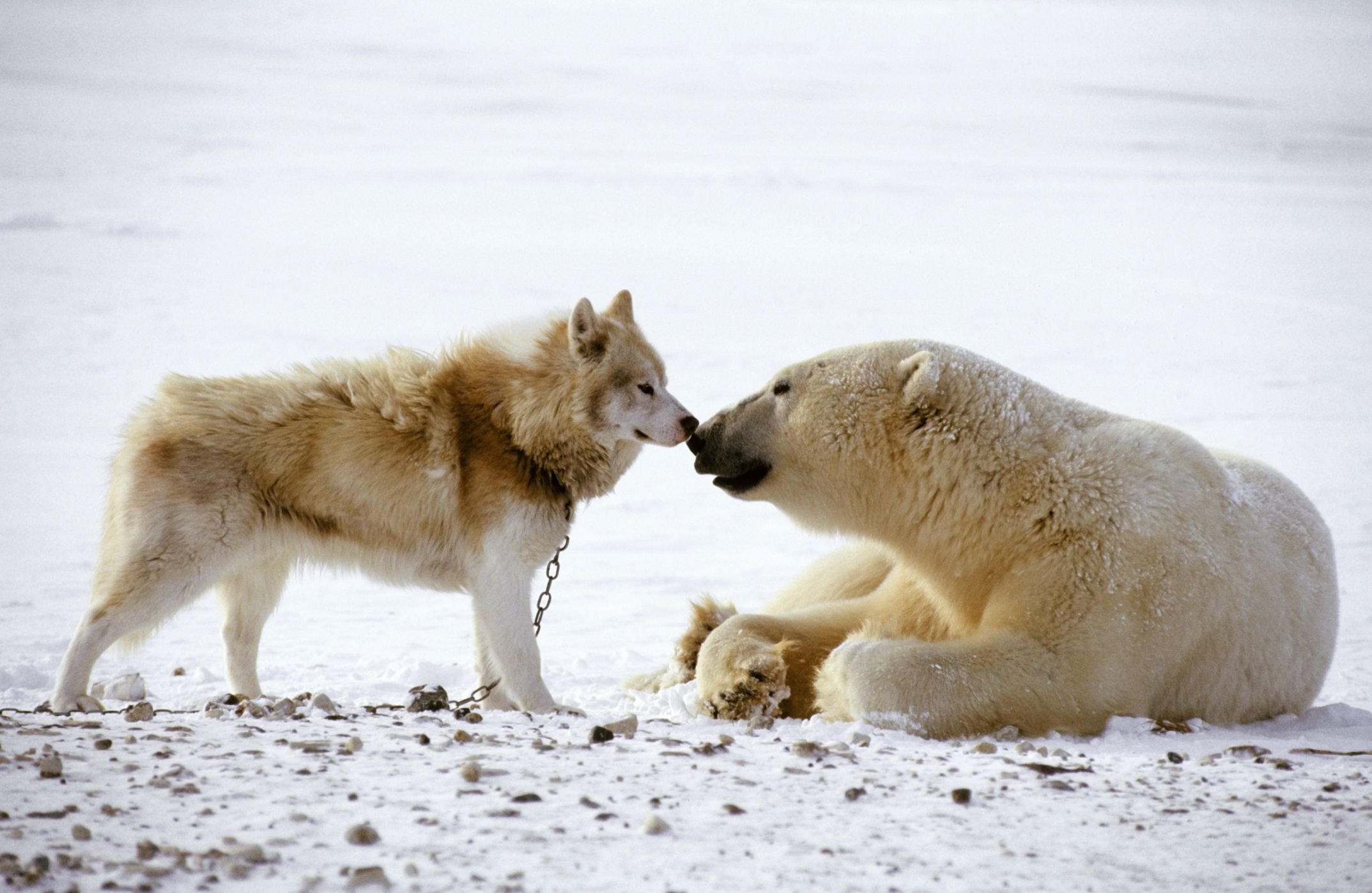 Видео собака привела медведей. Эскимосская лайка. Канадская эскимосская собака. Канадская эскимосская лайка фото. Собака белый медведь.
