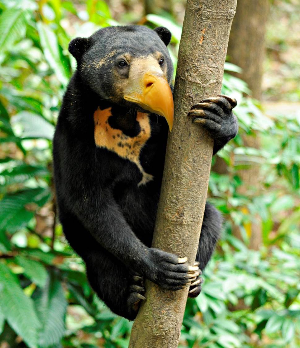 В африке живут медведи. Африканский медведь Нанди. Нособрюхий малайский медведь. Северная Америка медведь Гризли. Тропический медведь.