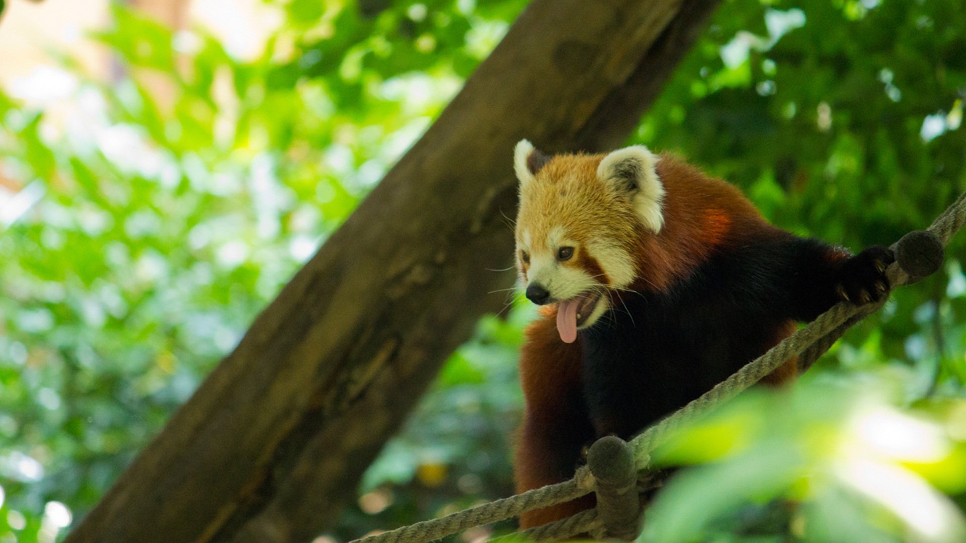 Муссонные леса животный мир. Обитатели тропических лесов животные панды. Муссонные леса животные. Животные тропических лесов красная Панда. Панда в тропическом лесу.