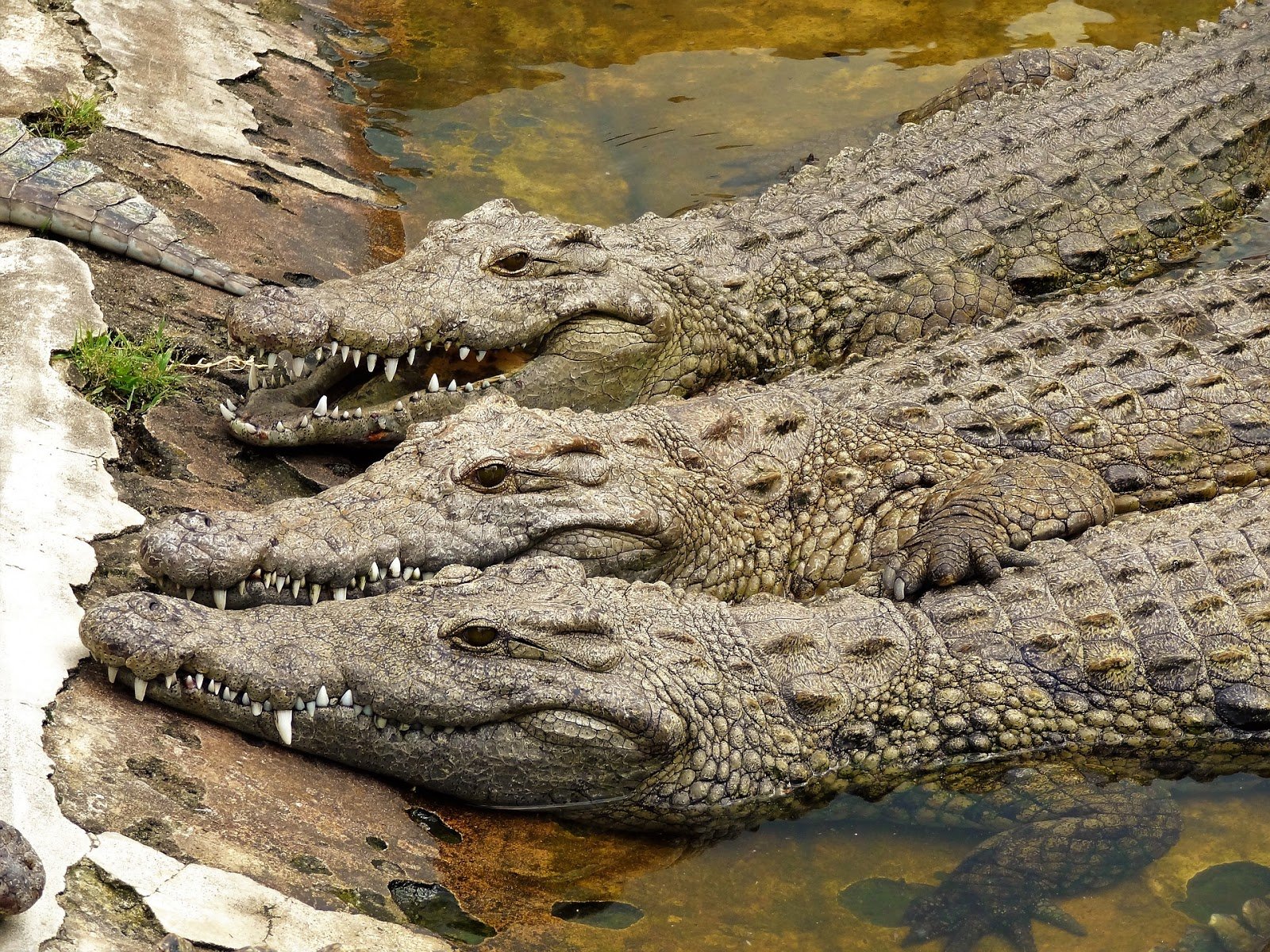 Крокодил живет в африке. Африканский гребнистый крокодил. Африканский Нильский крокодил. Ганский Африканский крокодил.