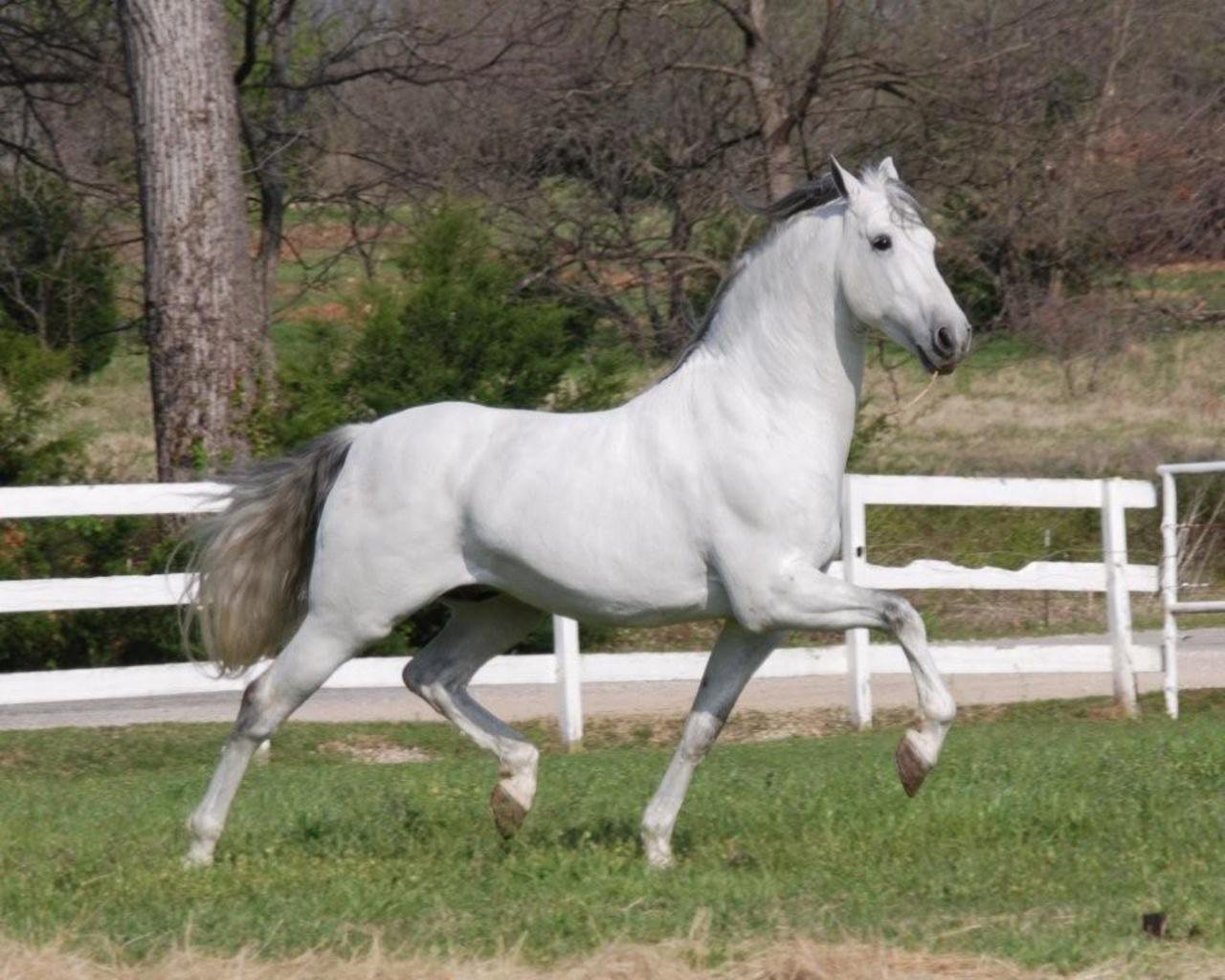 На каком коне похож. Липицианская порода. Липицианская порода лошадей. Липпицианская лошадь. Андалузская порода лошадей.