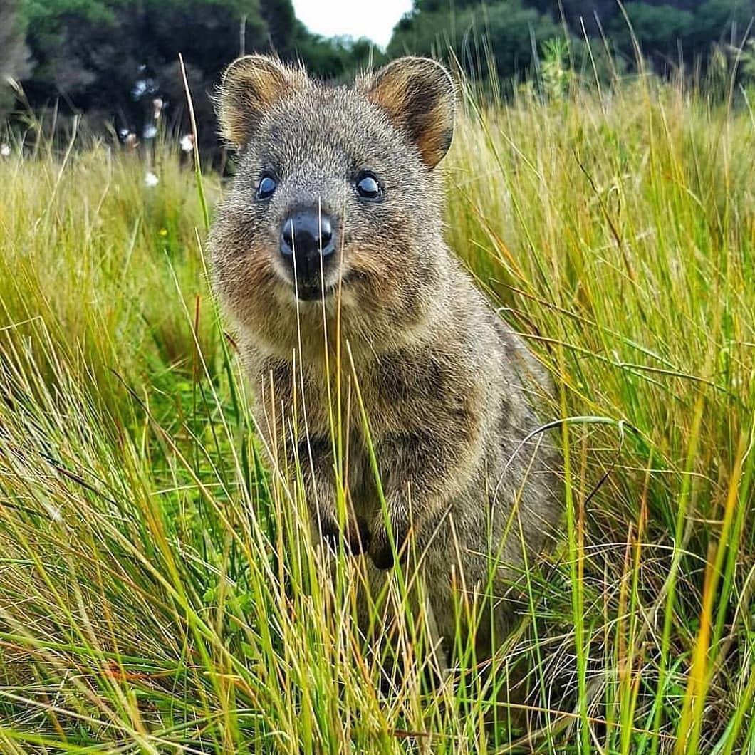 Австралийское животное меняющее внешний вид. Кенгуру Квокка. Квокка сумчатый зверь. Валлаби Квокка. Мини кенгуру Квокка.