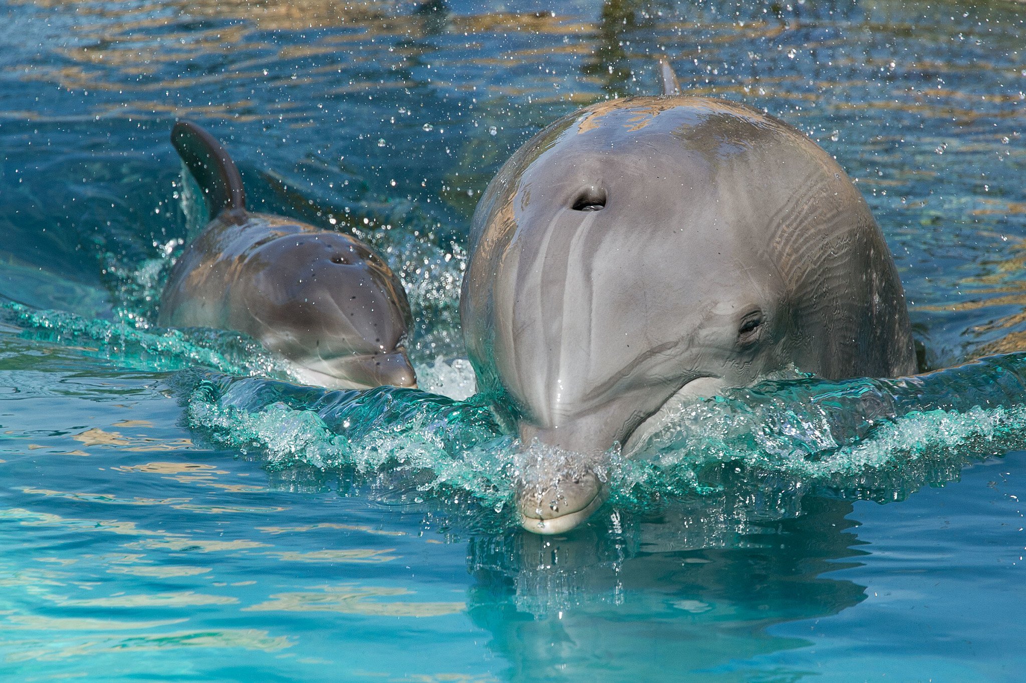 Дельфин живет в воде. Дельфин-Афалина. Дельфины афалины. Черноморская Афалина. Дельфин Афалина Черноморская.