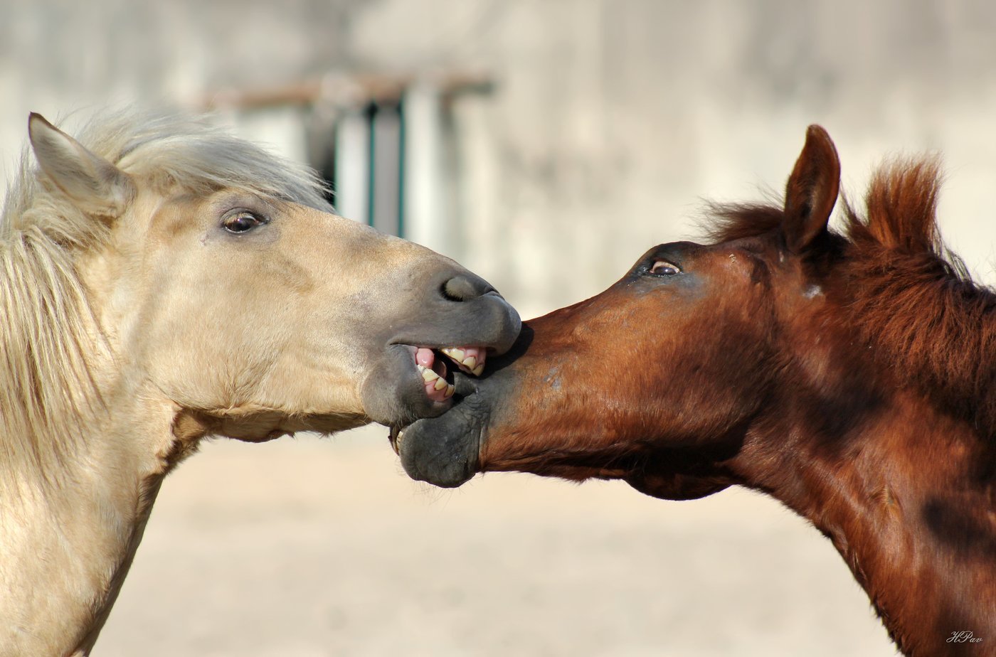 Лошадка язык. Лошади. Морда коня. Смешная лошадь. Лошадиные уши.