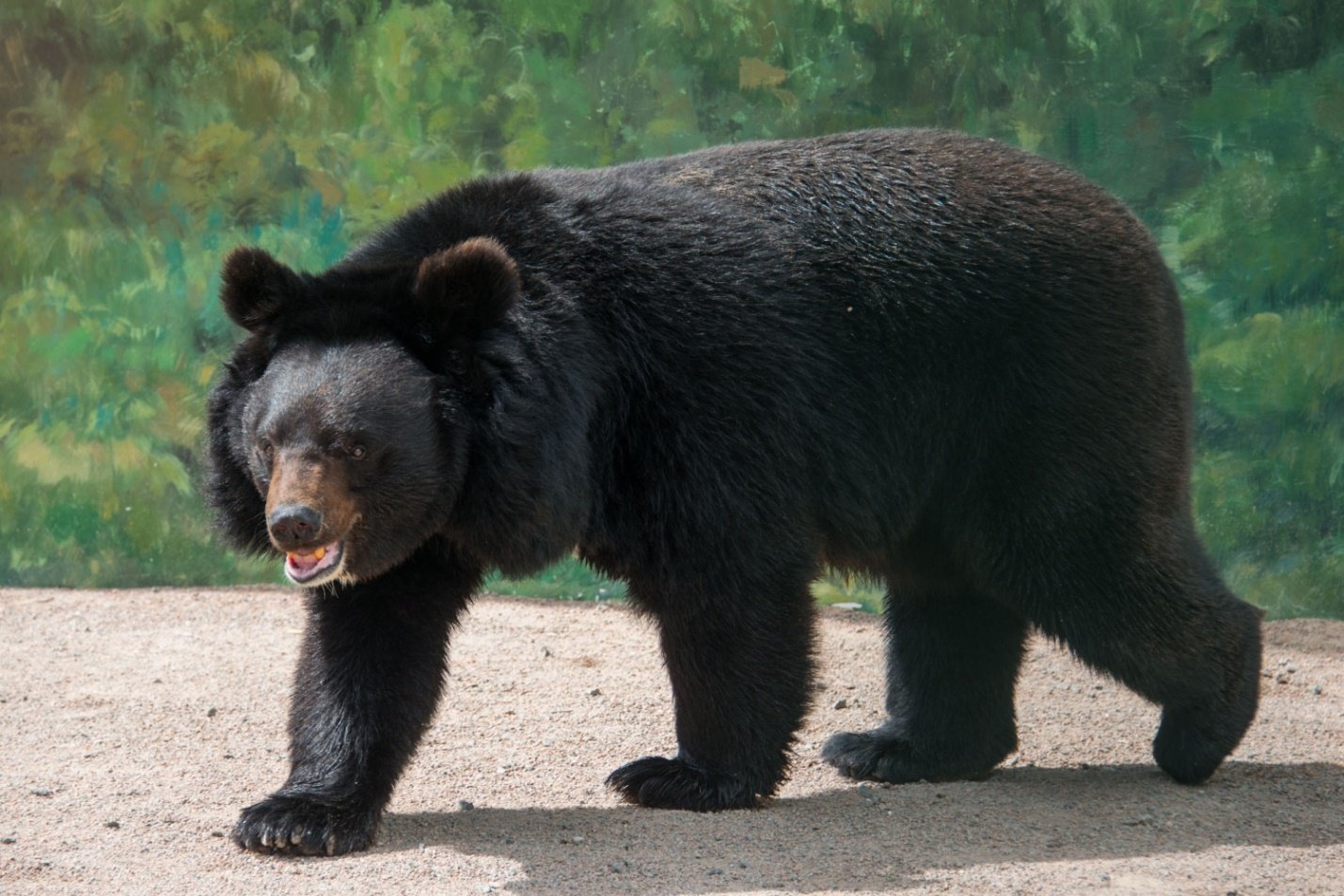 Гималайский медвежонок. Гималайский белогрудый медведь. Уссурийский белогрудый медведь. Уссурийский Гималайский медведь. Бурый и белогрудый медведь.