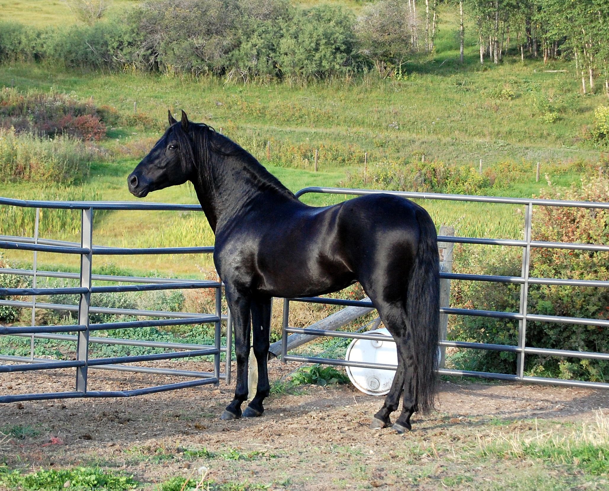 Рыже черная лошадь. Андалузская лошадь вороной масти. Андалузская Вороная. Пепельно Вороная масть лошади. Фризская порода/Вороная масть.